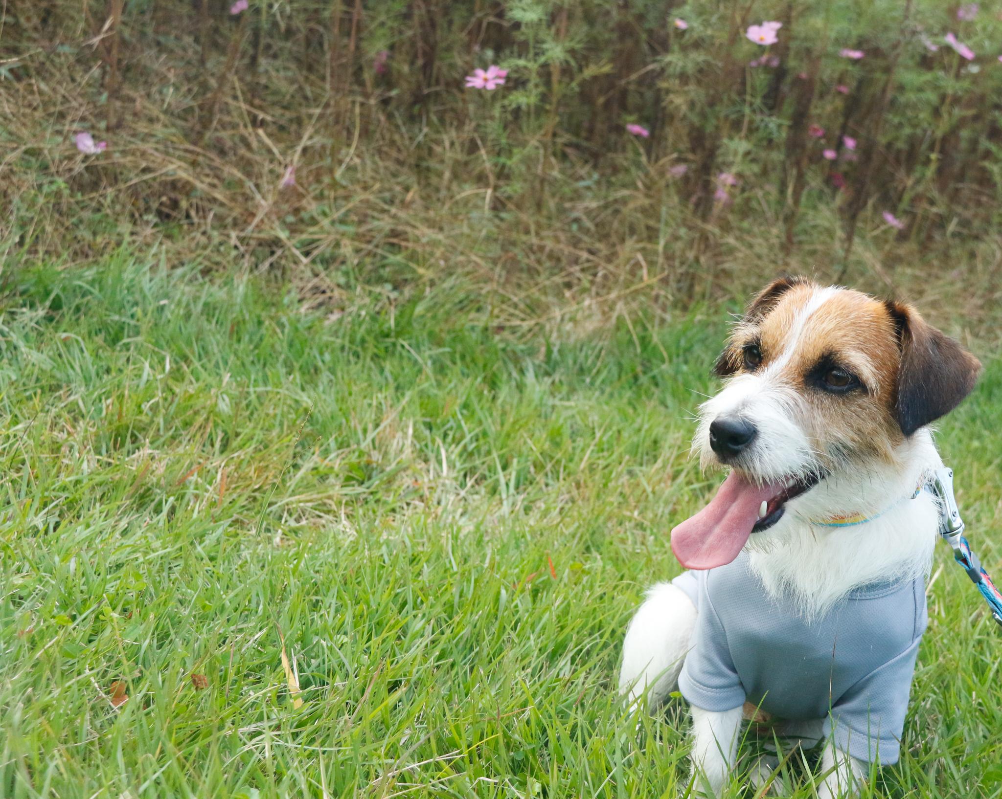 洋服を着たワンちゃんの写真（24）