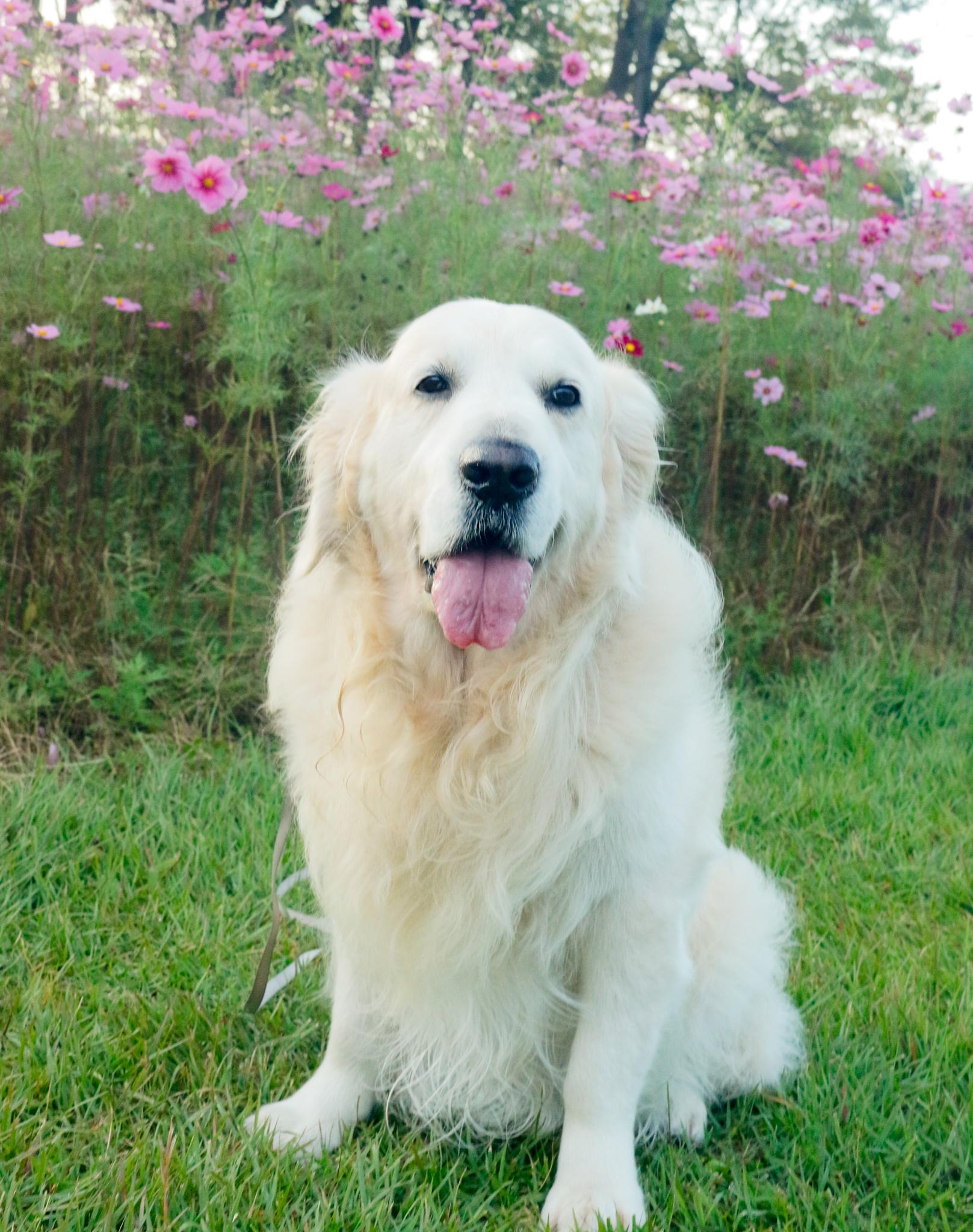 白いワンちゃんの写真（27）