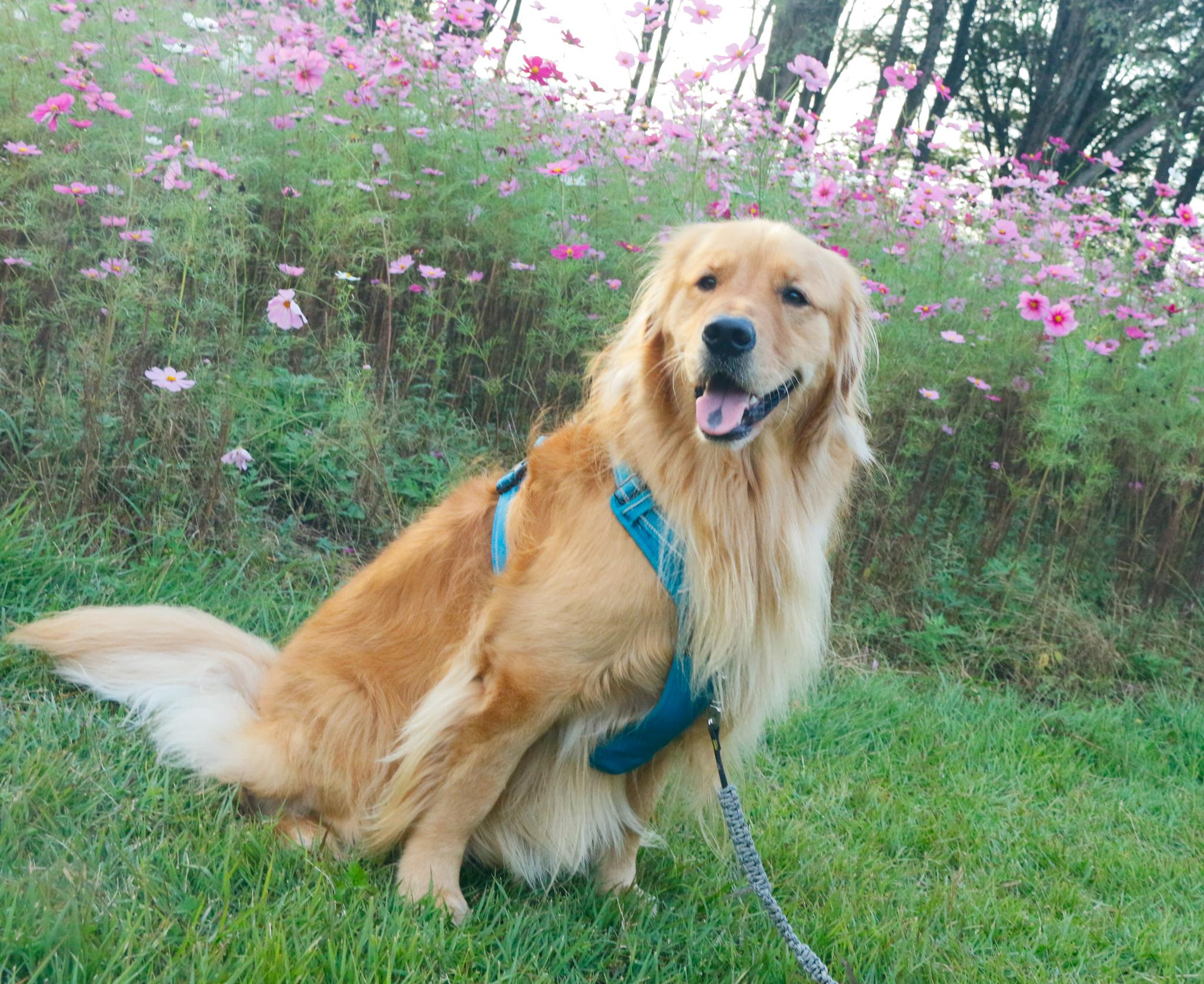 ワンちゃんの写真（28）