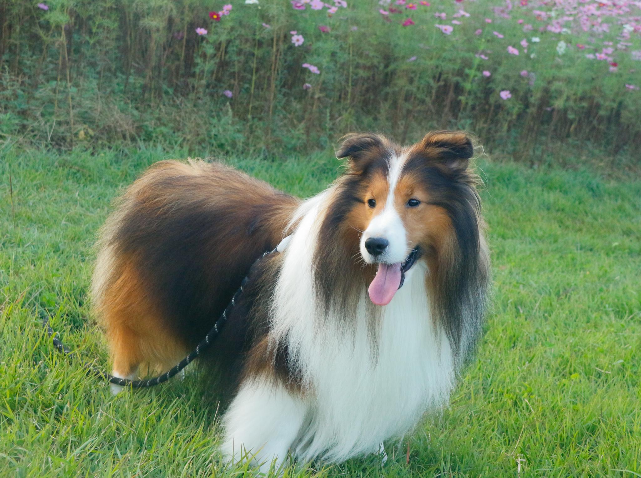 ワンちゃんの写真（29）