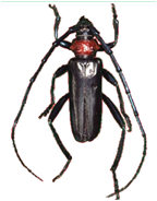 クビアカツヤカミキリの写真