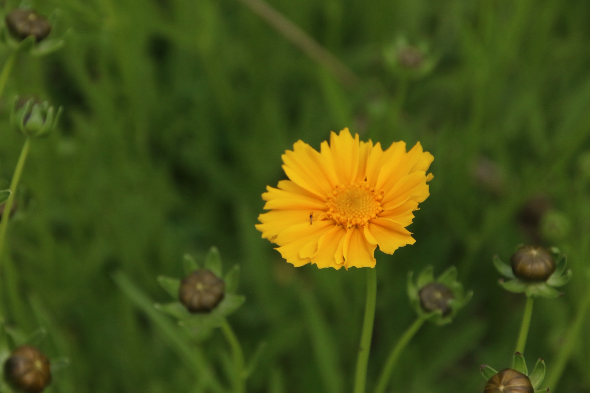 オオキンケイギクの写真