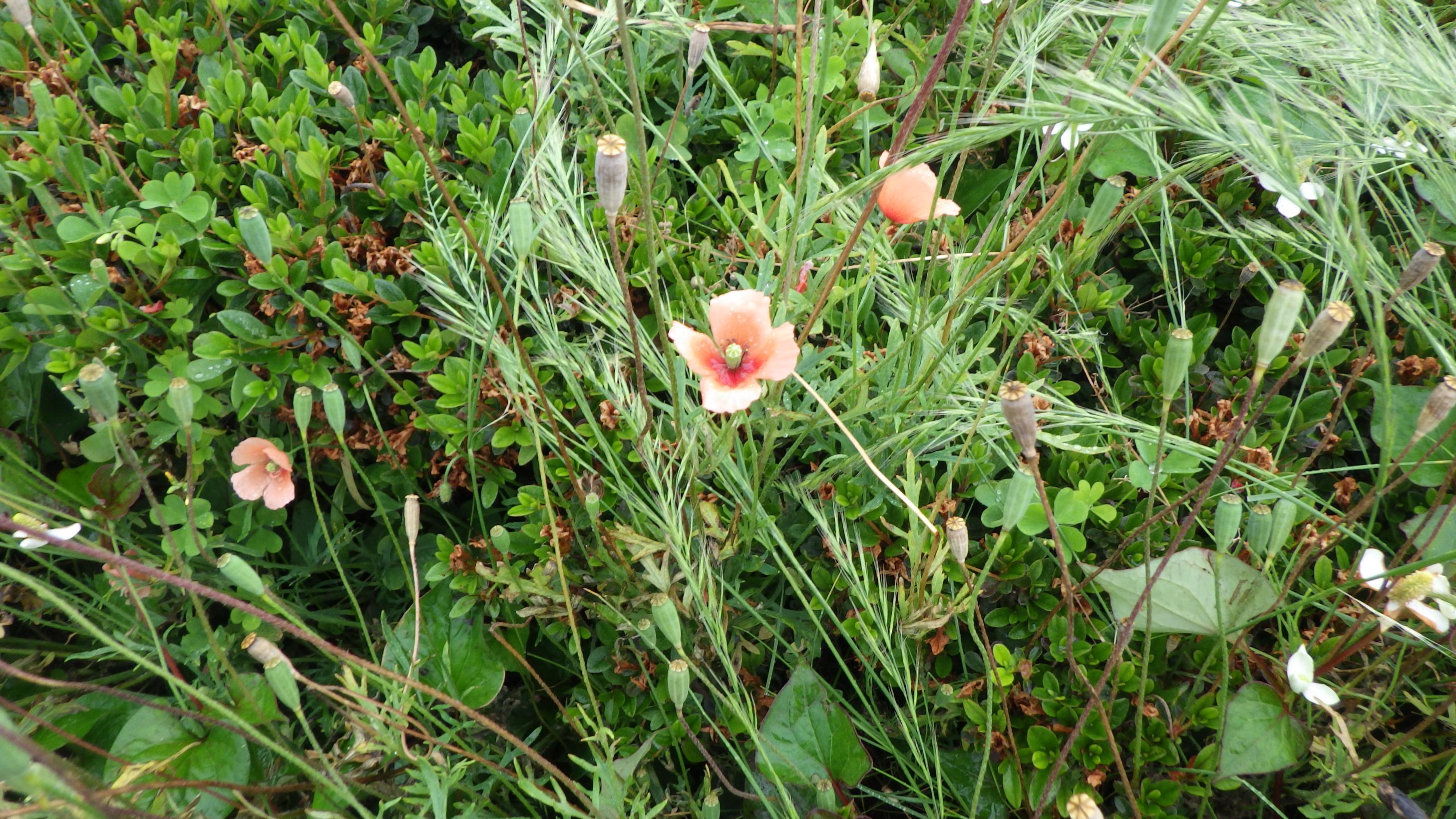 ナガミヒナゲシの写真