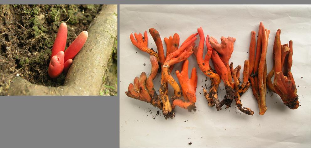 カエンタケの写真