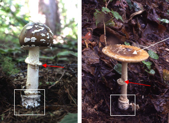 テングタケの写真