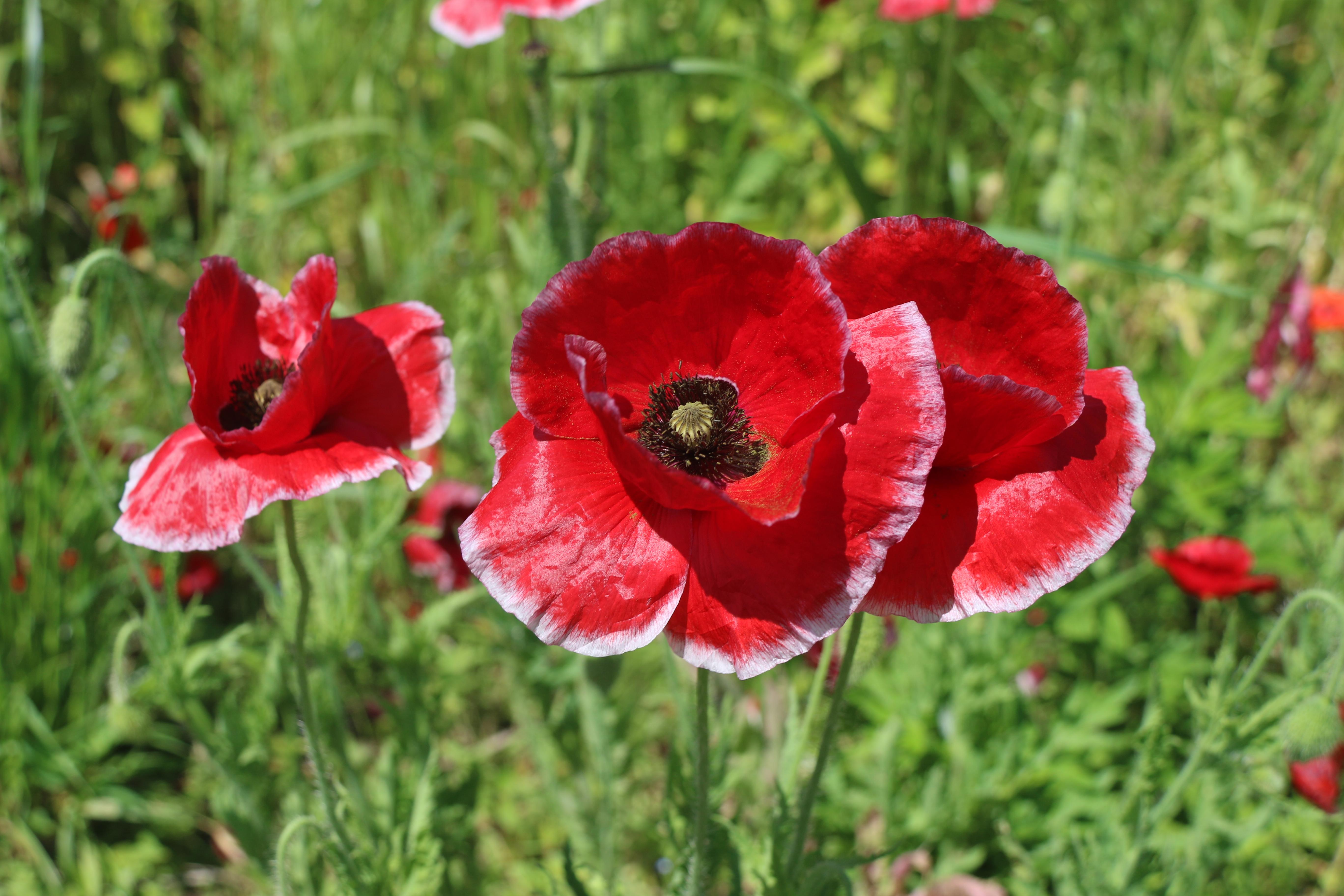 ポピーの花の写真