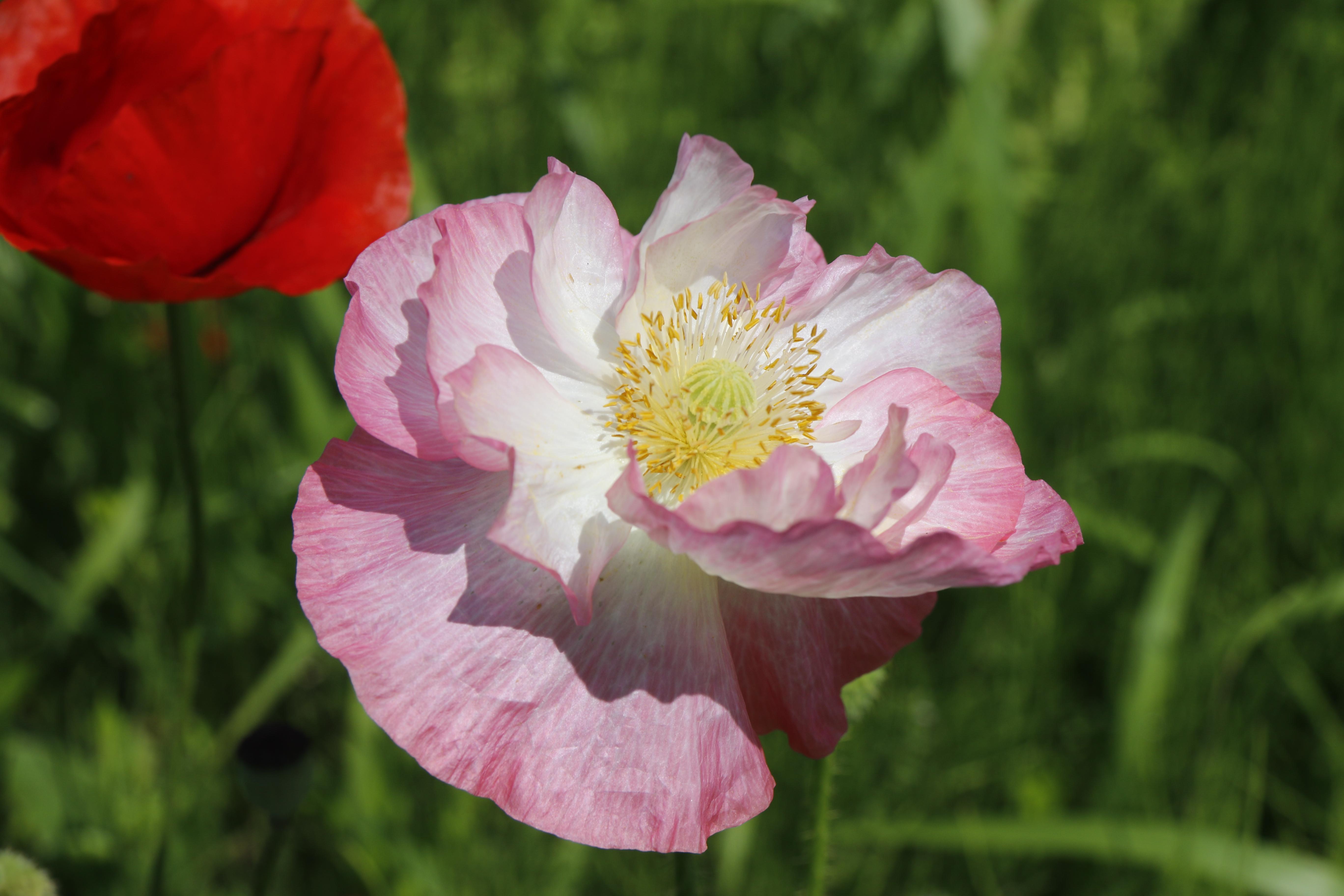 ポピーの花の写真2