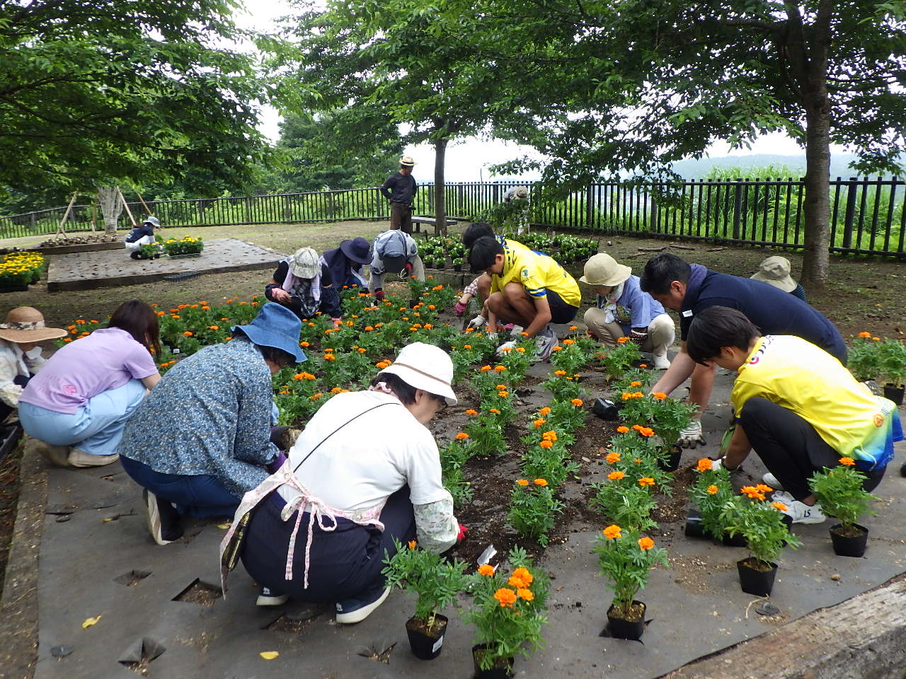フラワーボランティア花苗植え作業中 フラワーボランティア花苗植え作業中