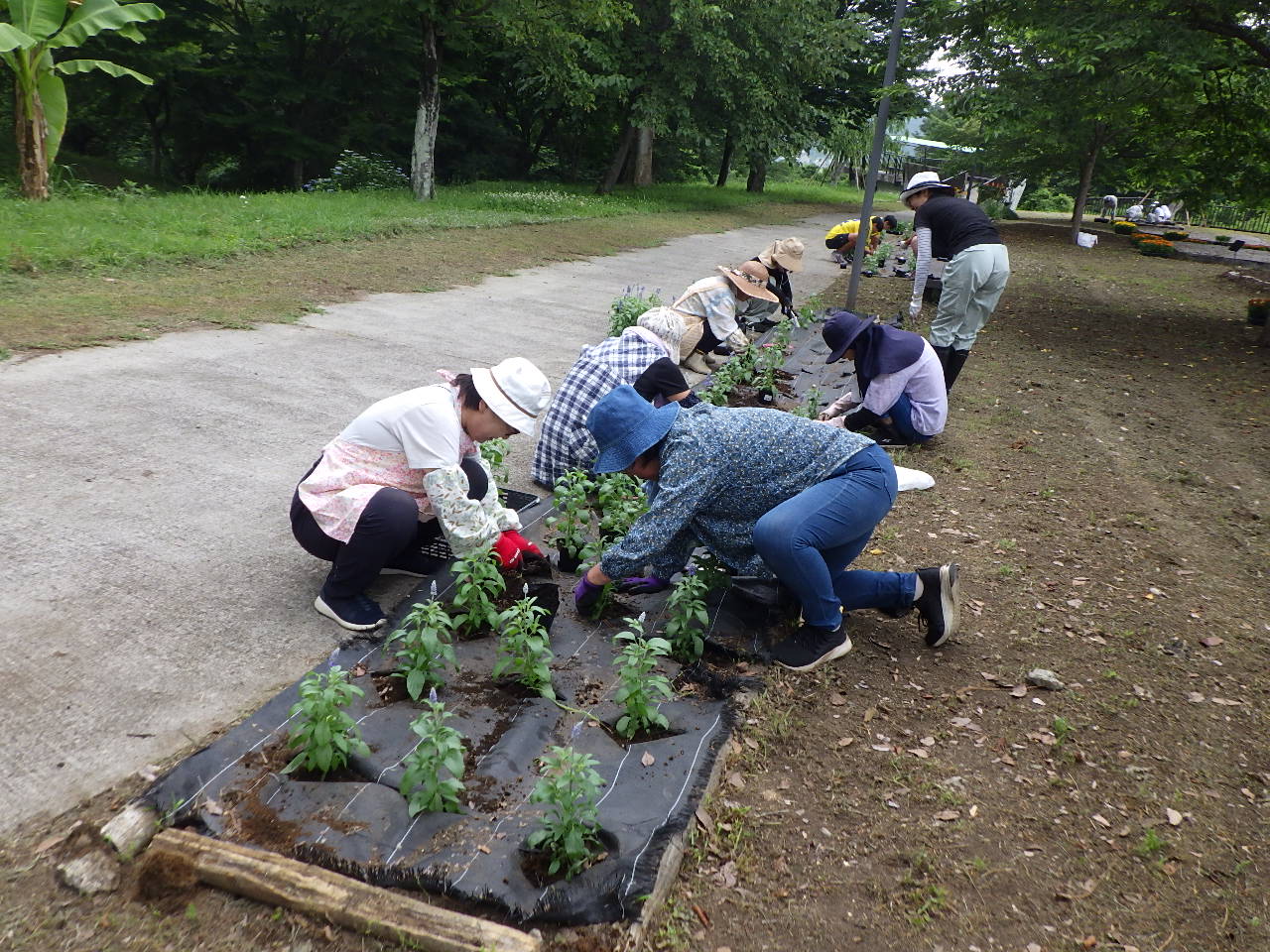フラワーボランティア花苗植え作業中2 フラワーボランティア花苗植え作業中2