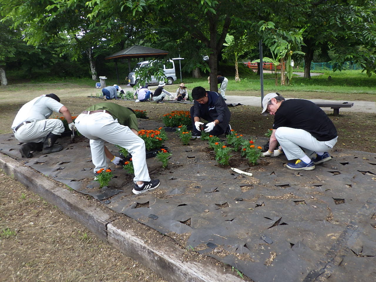 フラワーボランティア花苗植え作業中3 フラワーボランティア花苗植え作業中3