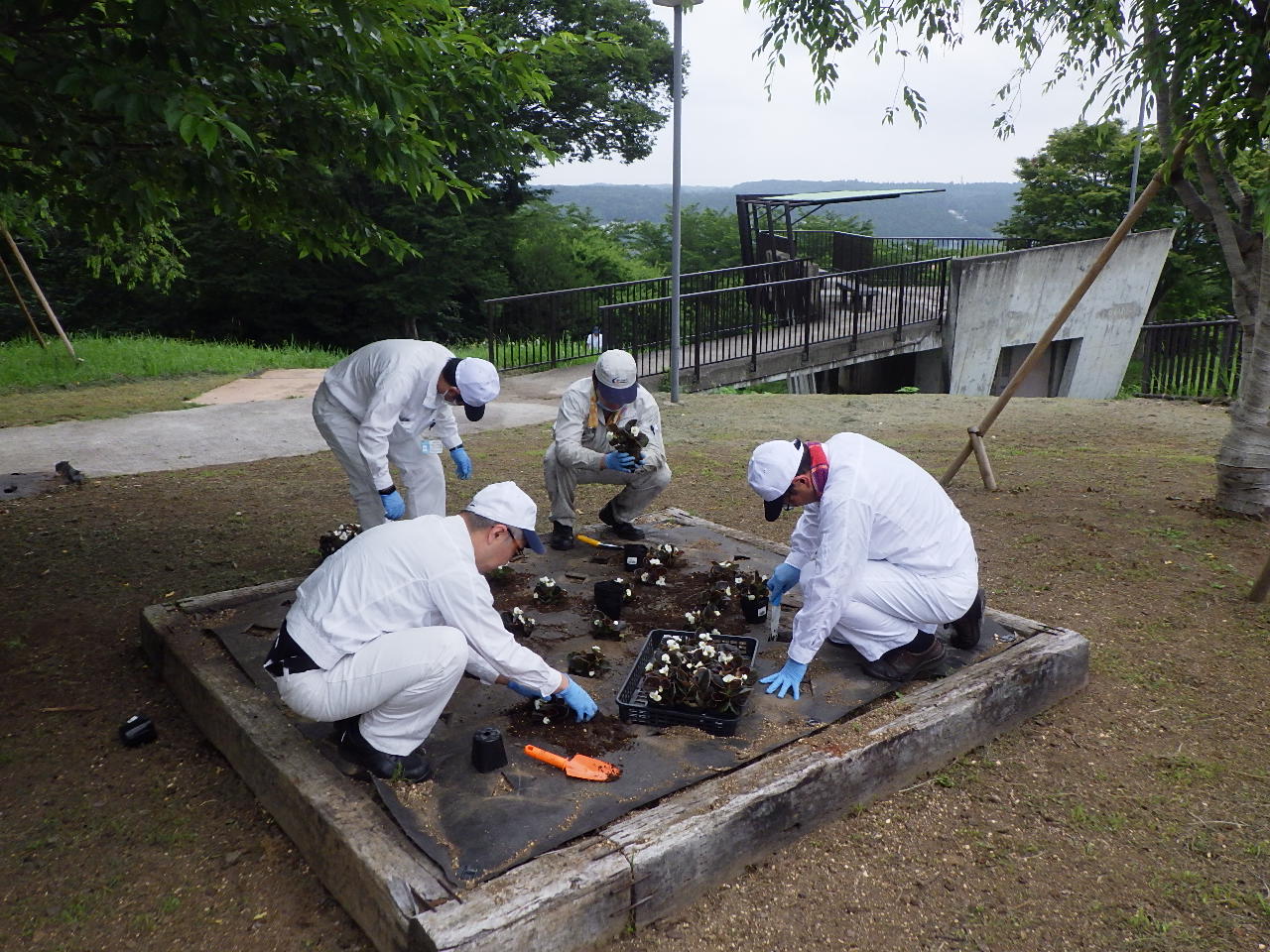 フラワーボランティア花苗苗植え作業中4 フラワーボランティア花苗苗植え作業中4