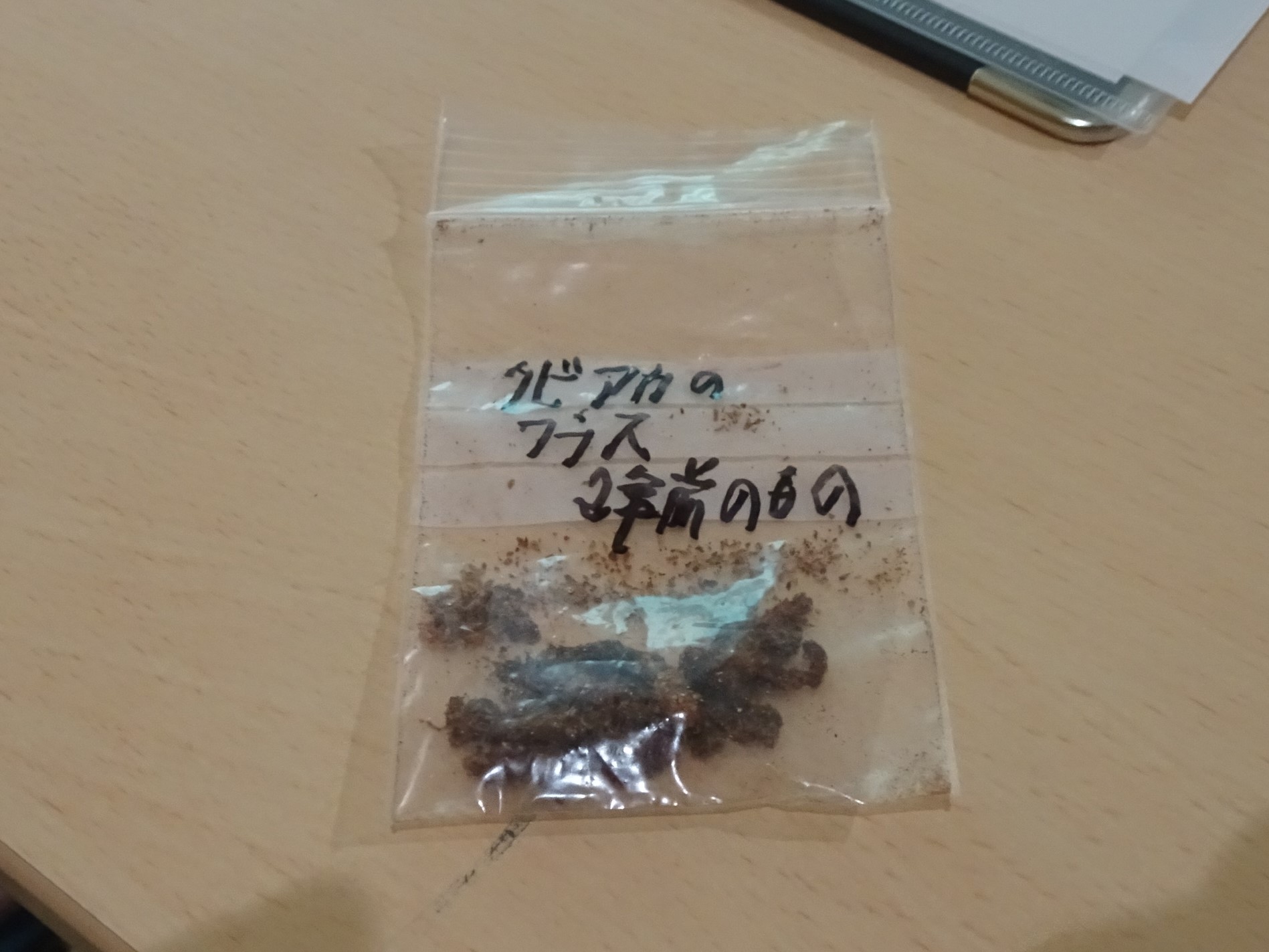 クビアカツヤカミキリのフラス実物 クビアカツヤカミキリのフラス実物