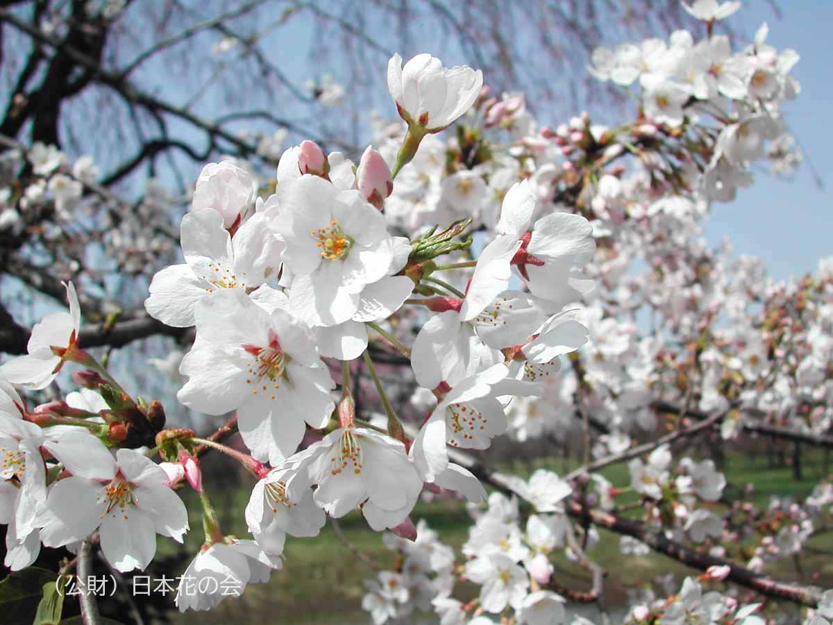 ソメイヨシノ ソメイヨシノ