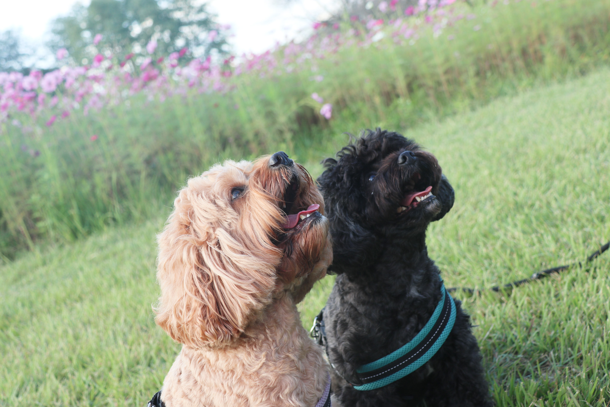 コスモス撮影会(7)_二匹のワンちゃん