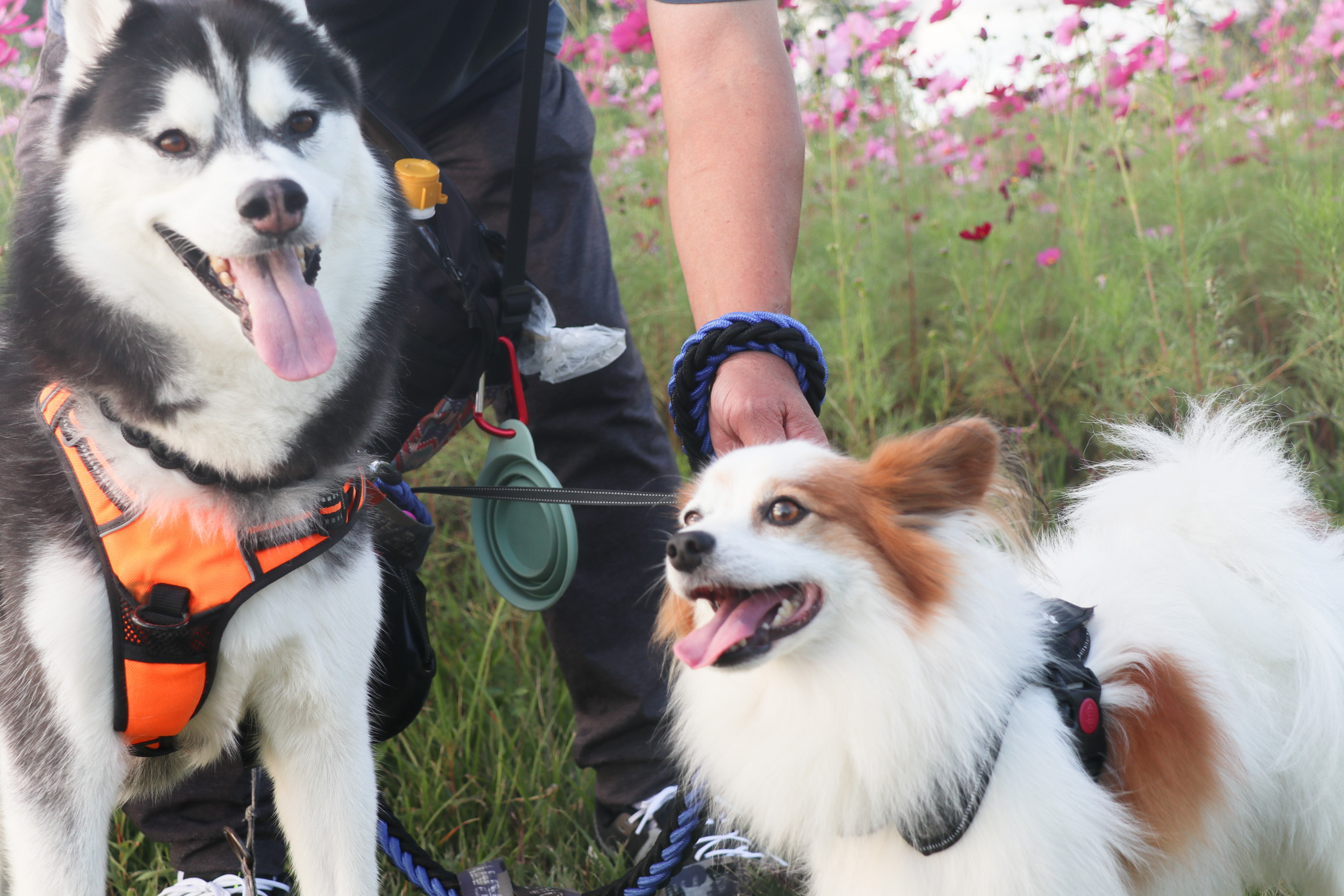 コスモス撮影会(9)_二匹ワンちゃん