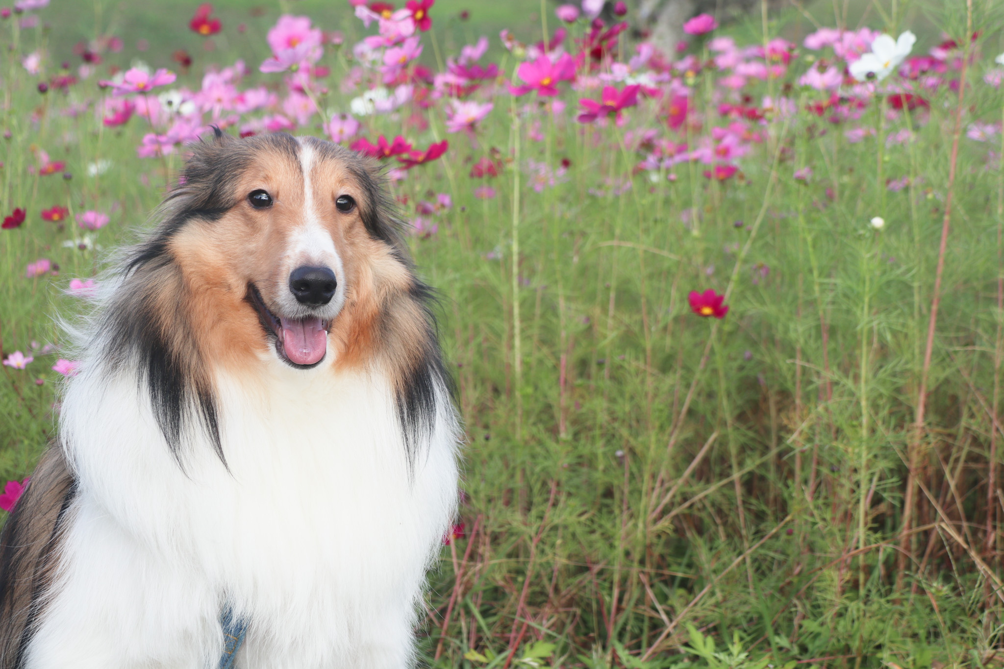 コスモス撮影会(10)_お利口なワンちゃん