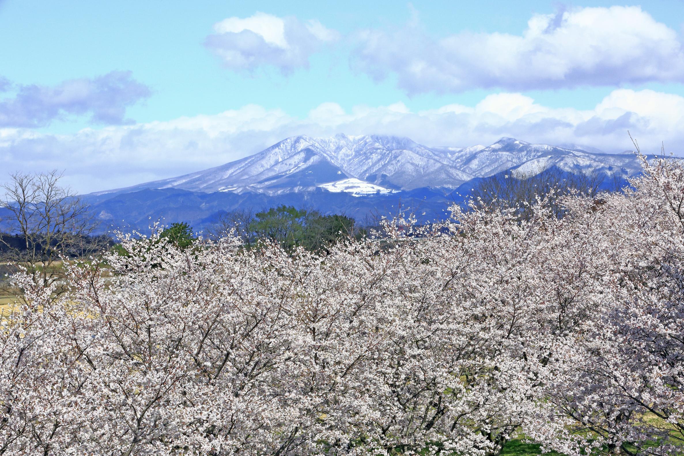 お丸山公園のソメイヨシノ お丸山公園のソメイヨシノ