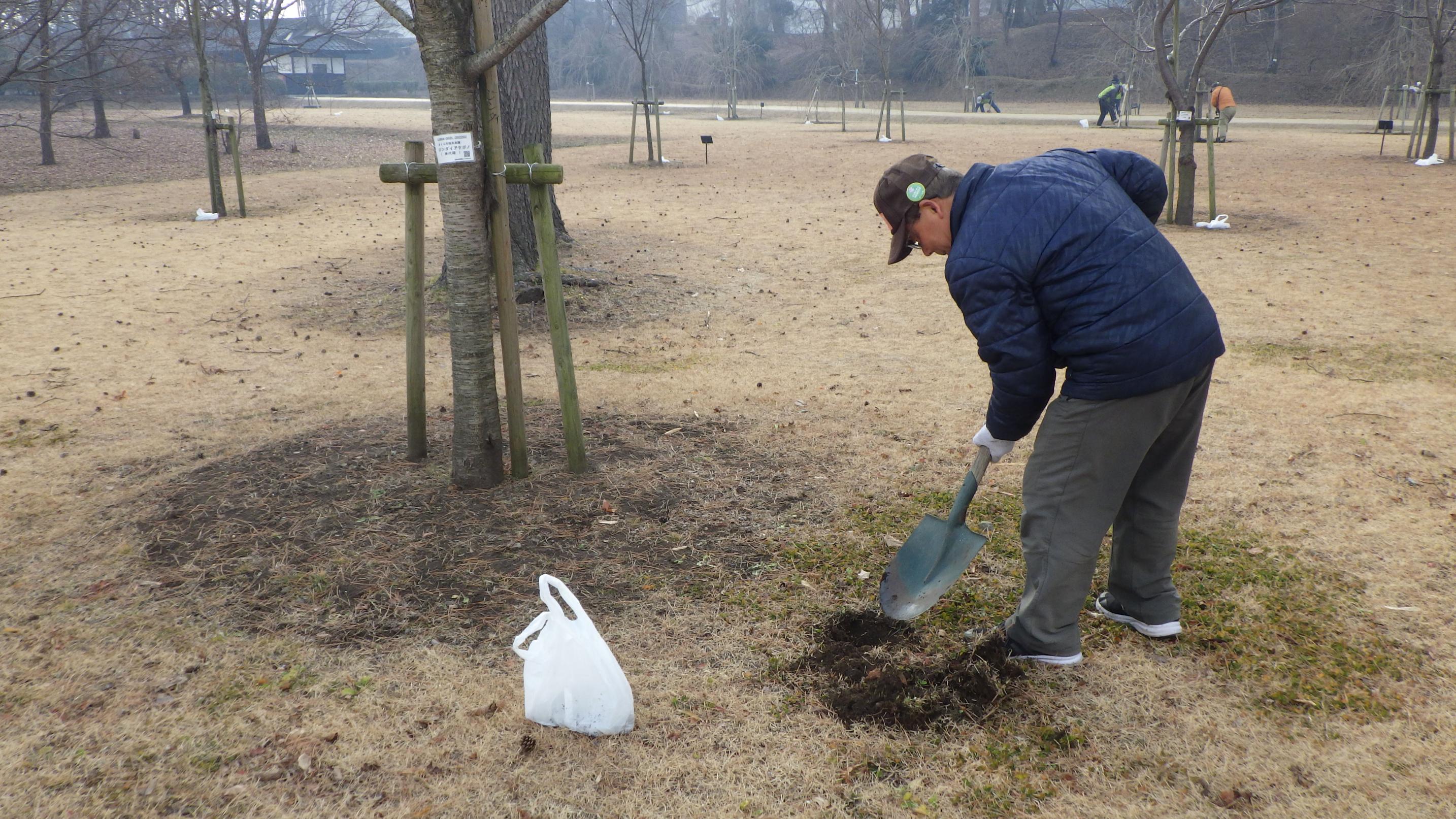 桜の施肥作業中 桜の施肥作業中