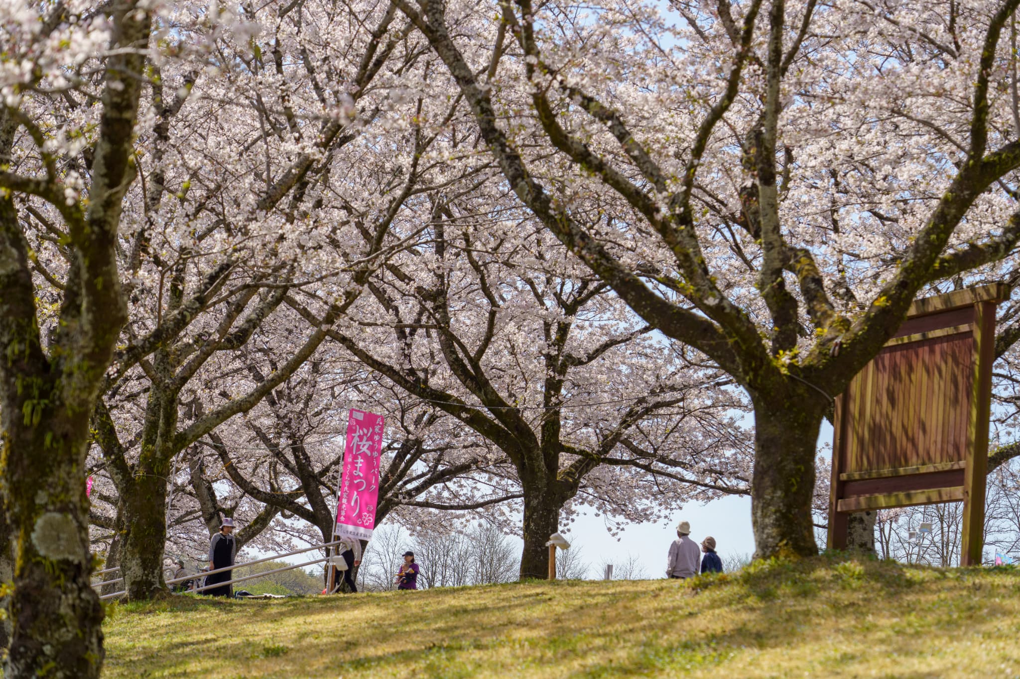 ゆうゆうパーク桜 ゆうゆうパーク桜