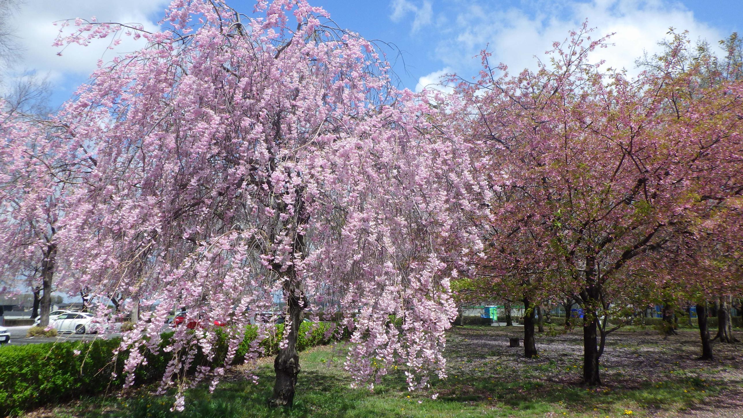 総合公園桜 総合公園桜