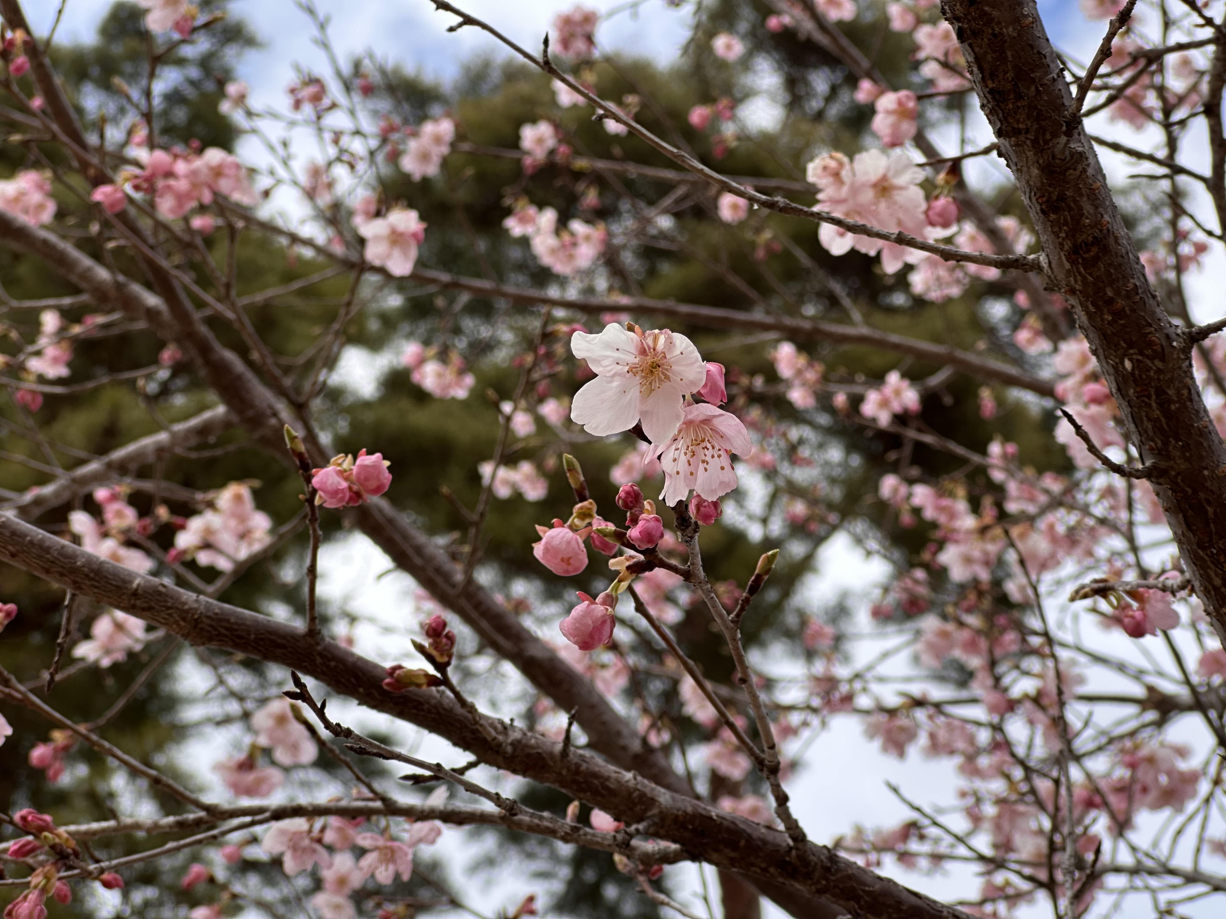 勝山公園桜見本園