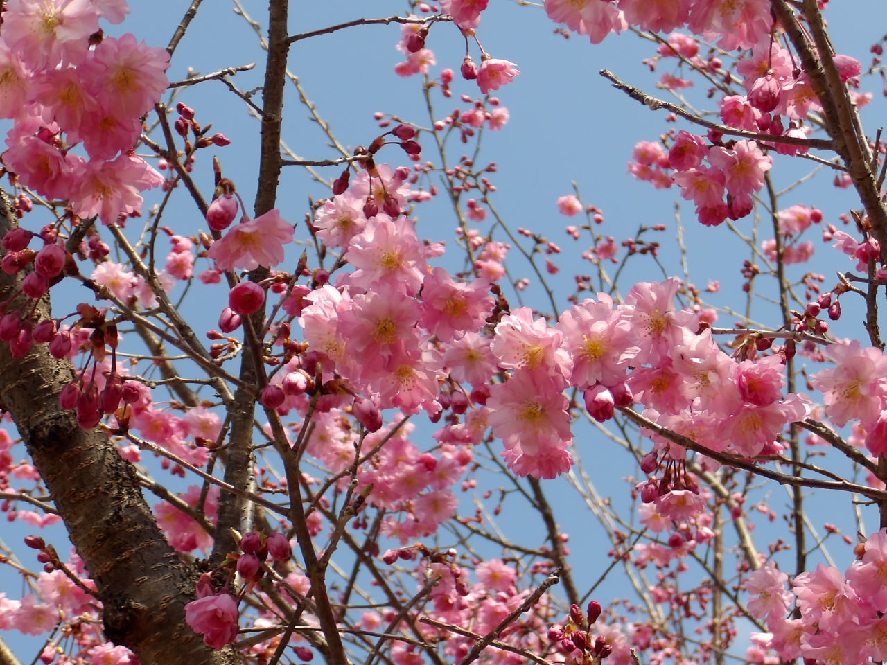 きぬの里近隣公園ニシナハルカ
