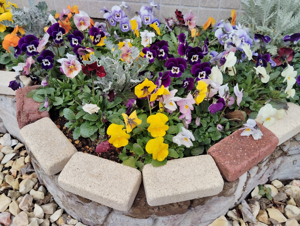 ビオラ(庁舎前) ビオラ(庁舎前)