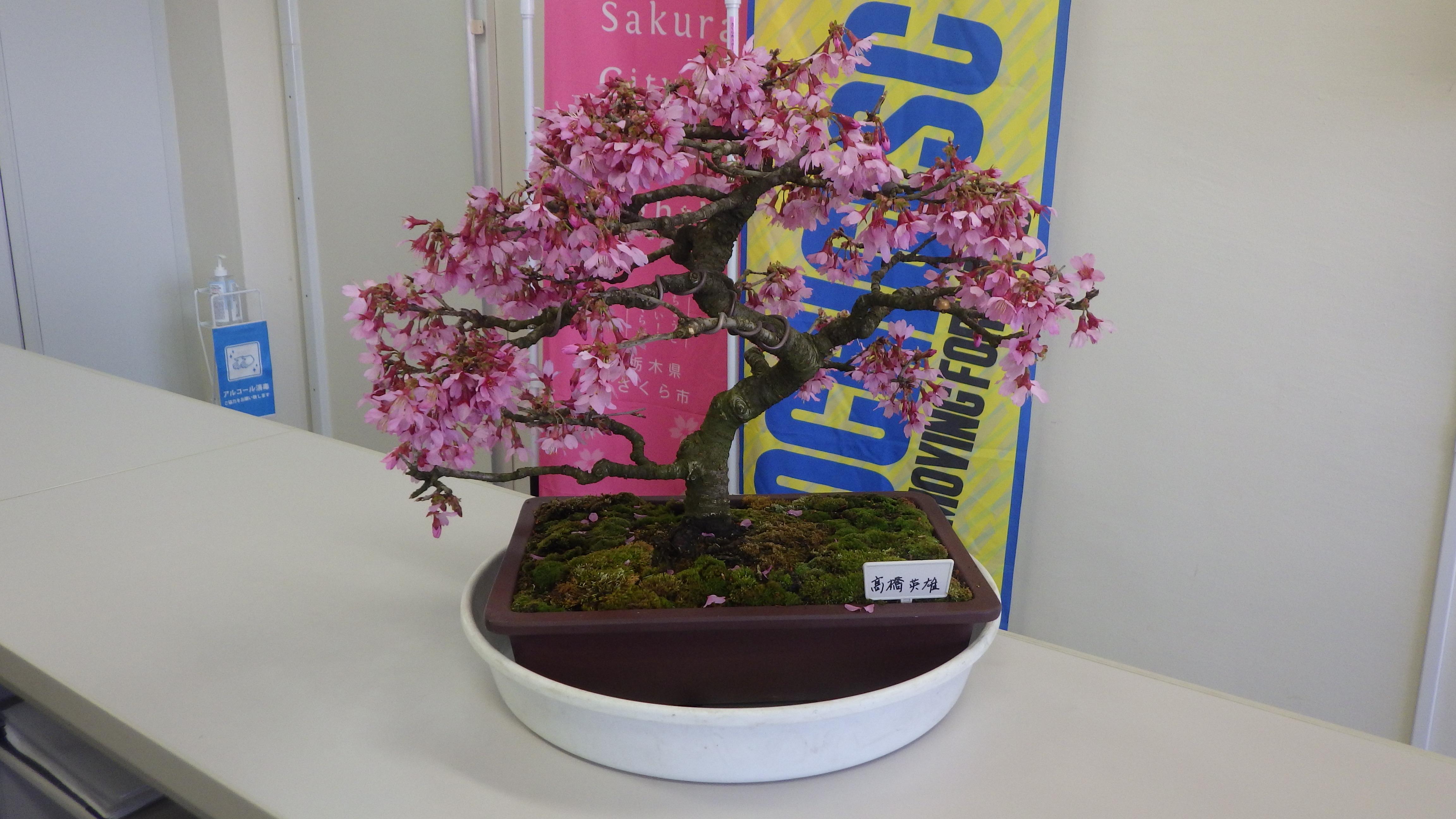 桜の盆栽