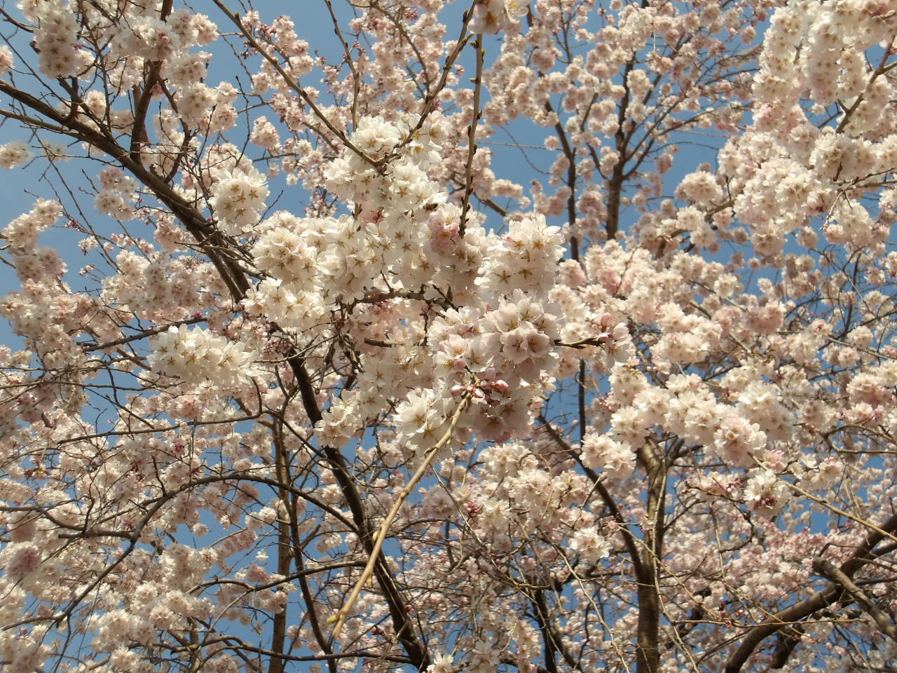 さくら市役所のシダレザクラ