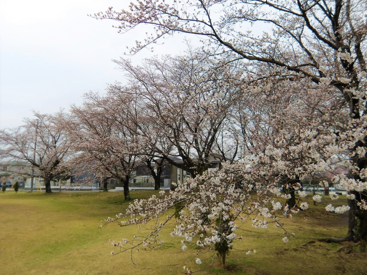 風の丘公園の桜