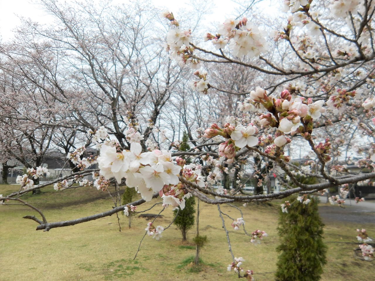 風の丘公園の桜2