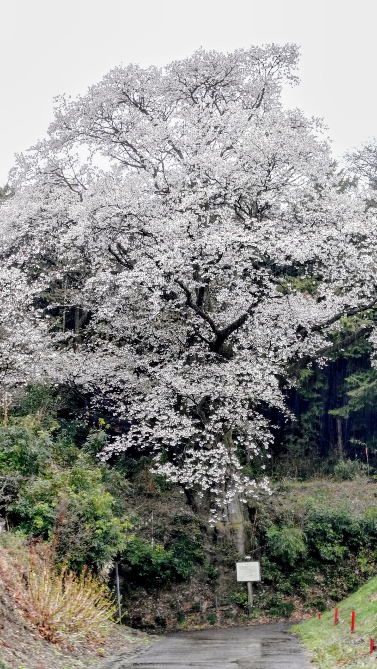 3月31日将軍桜 3月31日将軍桜