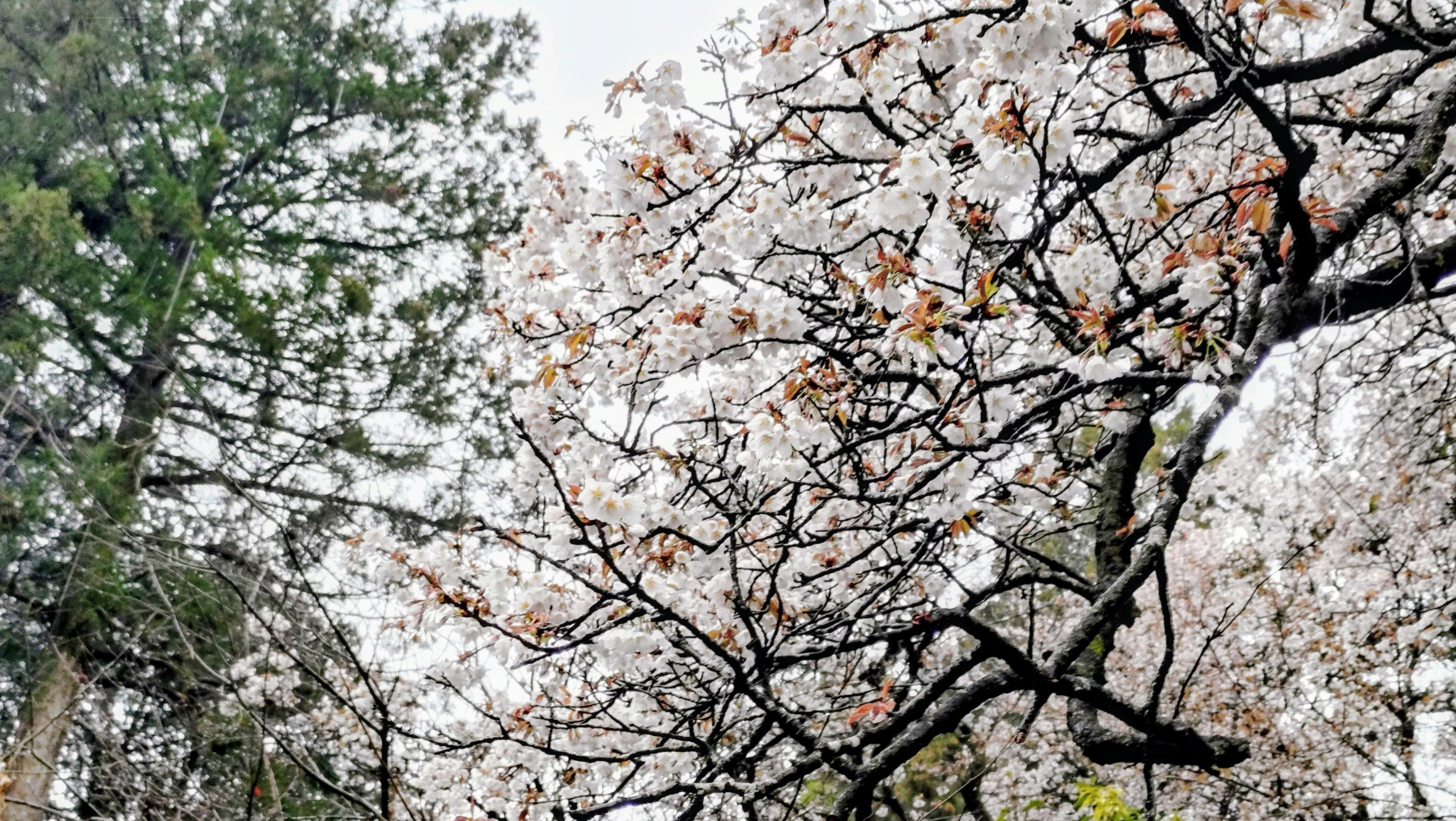 3月31日将軍桜2 3月31日将軍桜2