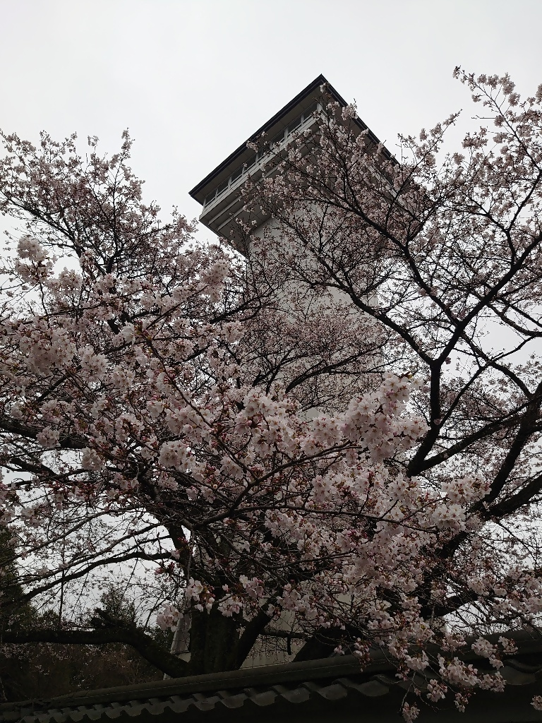 3月31日お丸山公園 3月31日お丸山公園