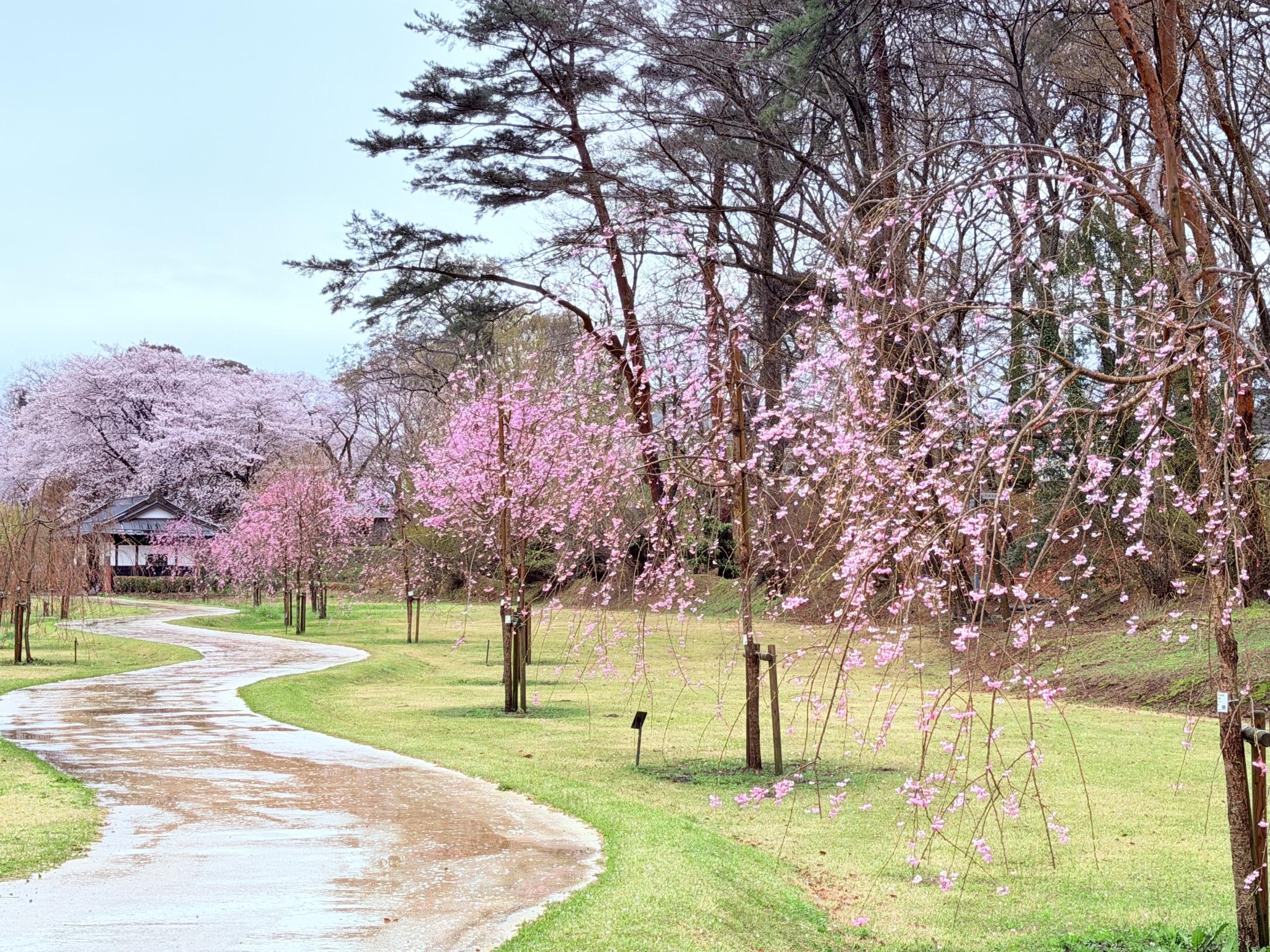 4月2日勝山公園桜見本園 4月2日勝山公園桜見本園