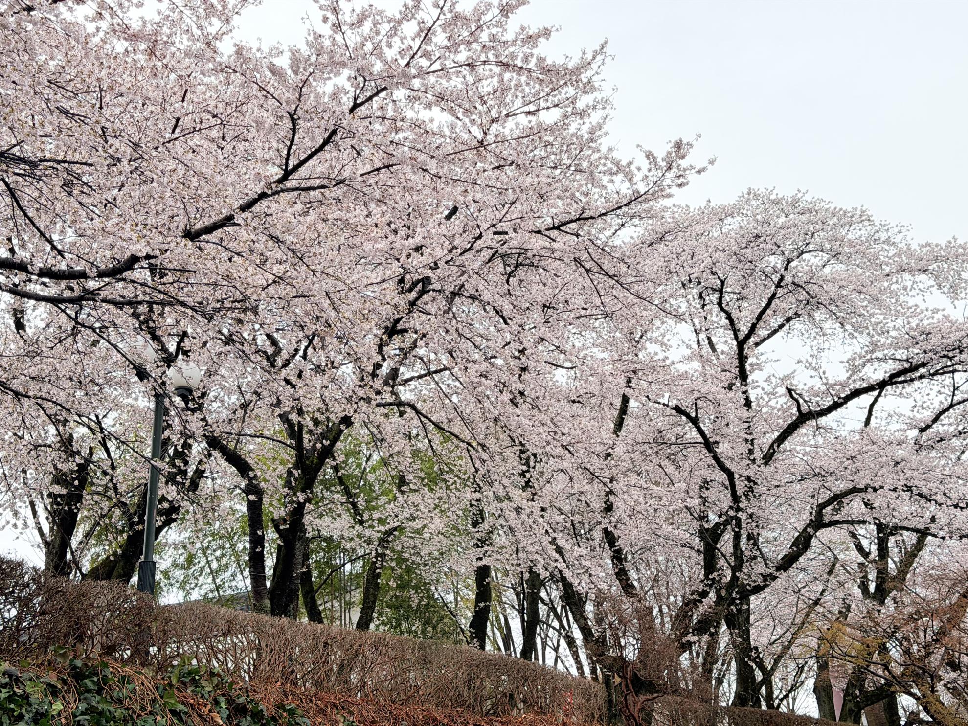 4月2日ミュージアム 4月2日ミュージアム