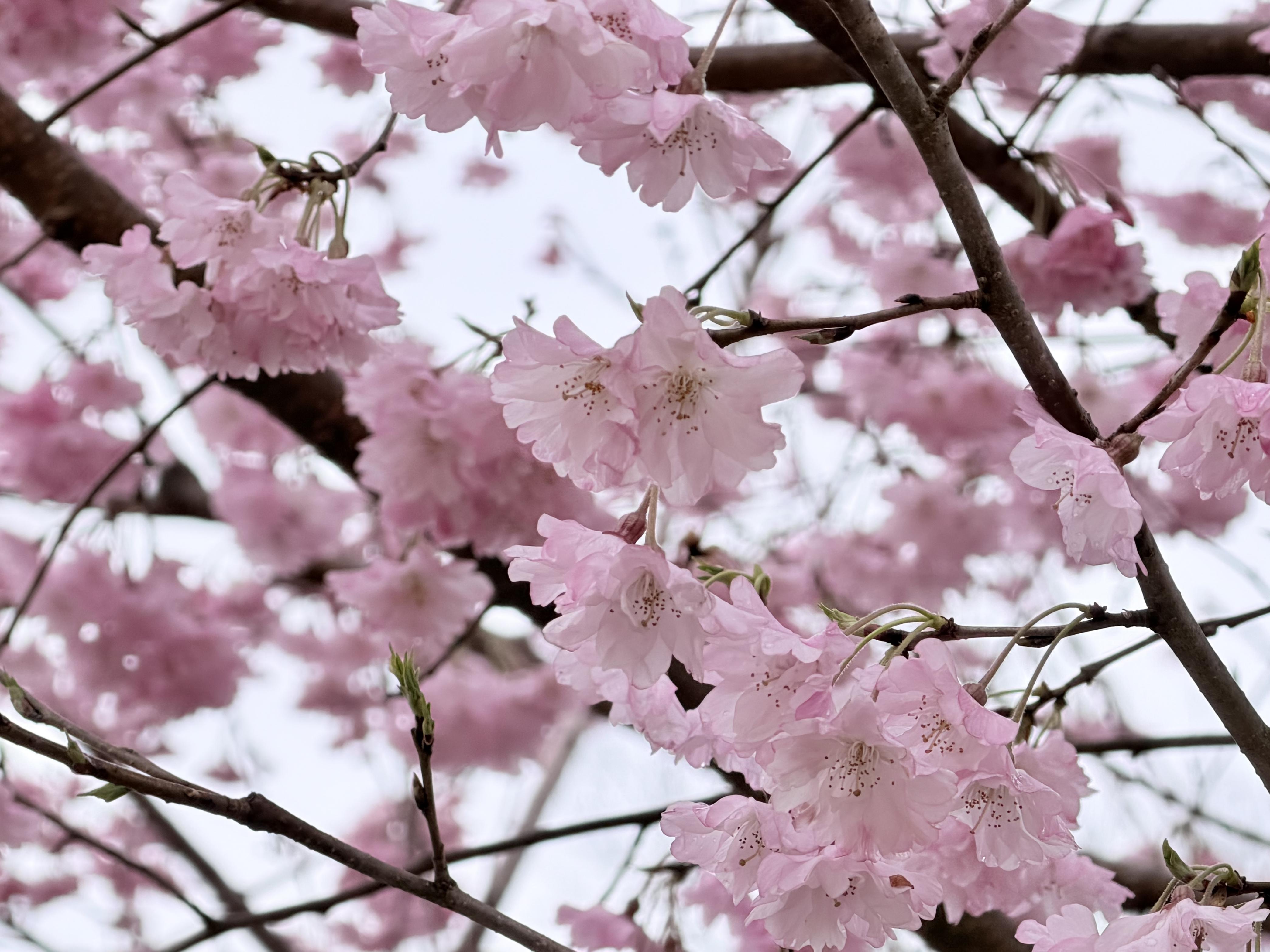 4月2日マイヒメ 4月2日マイヒメ
