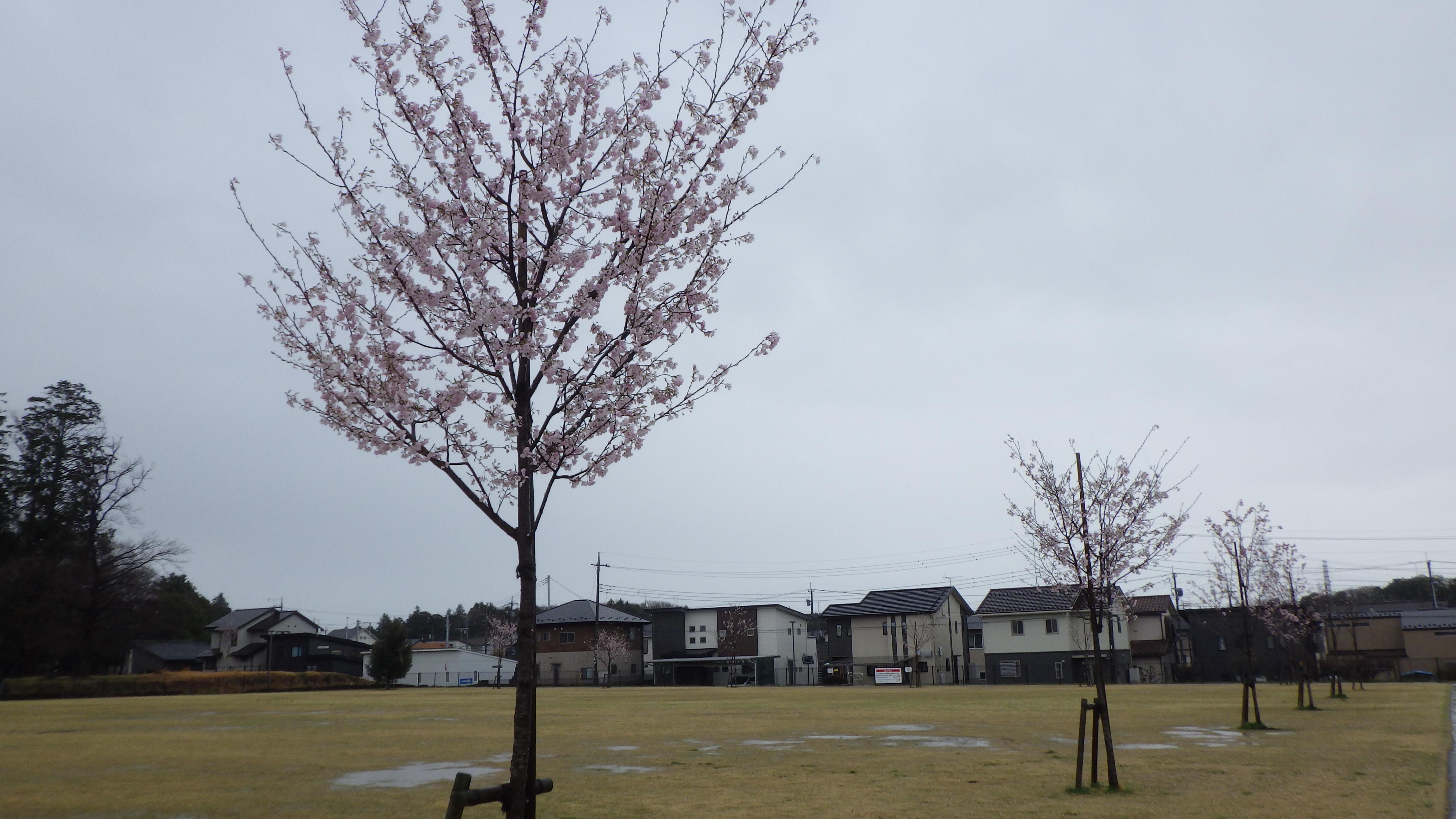 4月2日きぬの里近隣公園3 4月2日きぬの里近隣公園3