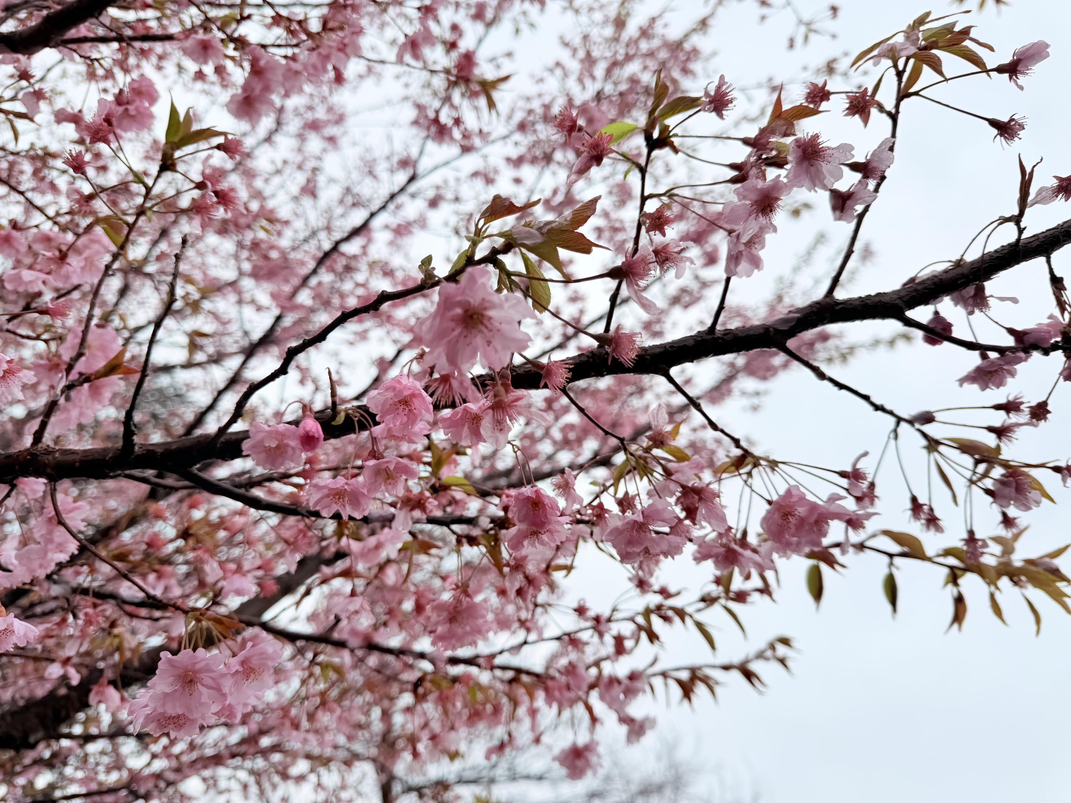 4月2日きぬの里近隣公園 4月2日きぬの里近隣公園