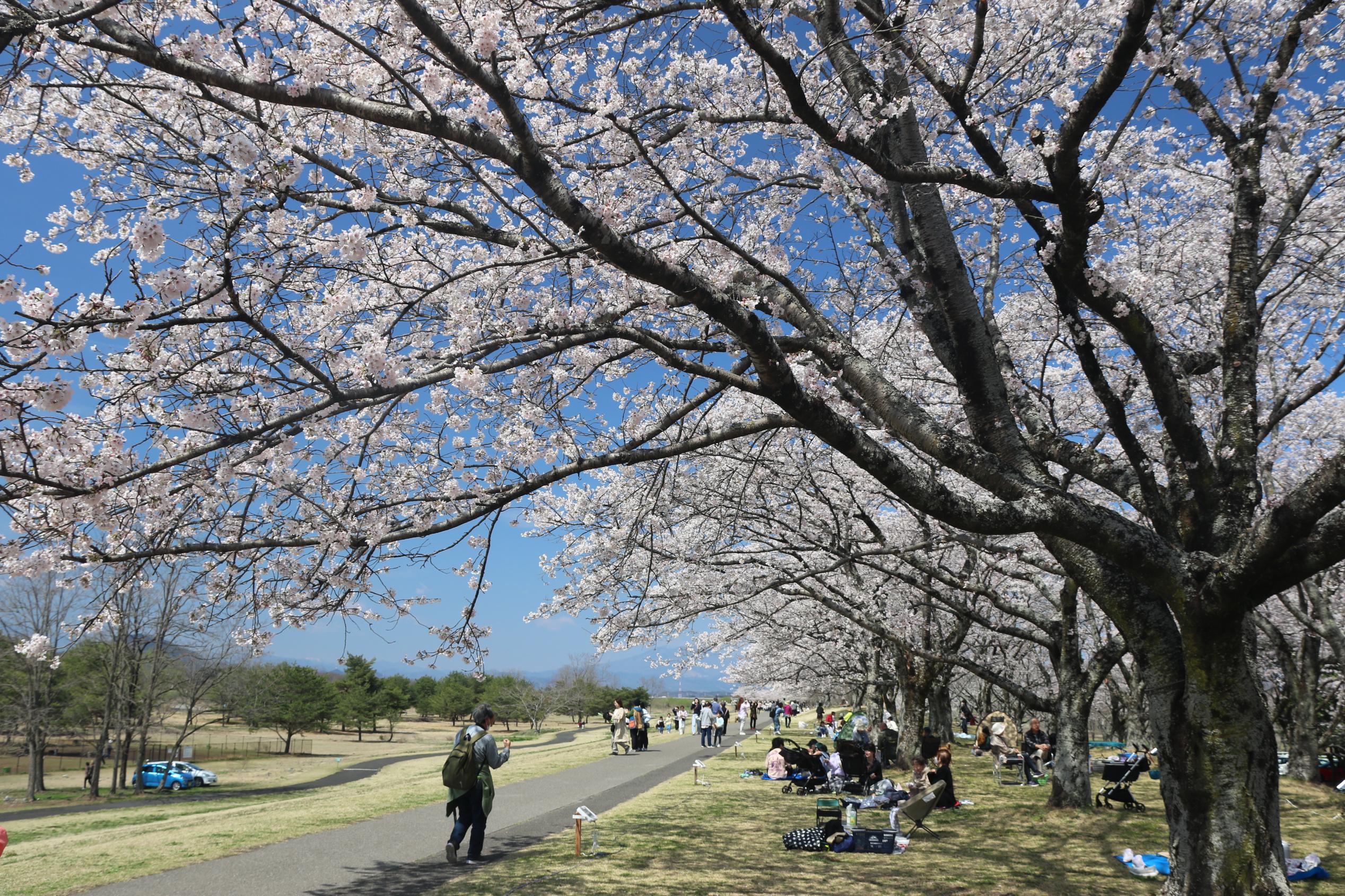 4月3日鬼怒川河川公園 4月3日鬼怒川河川公園