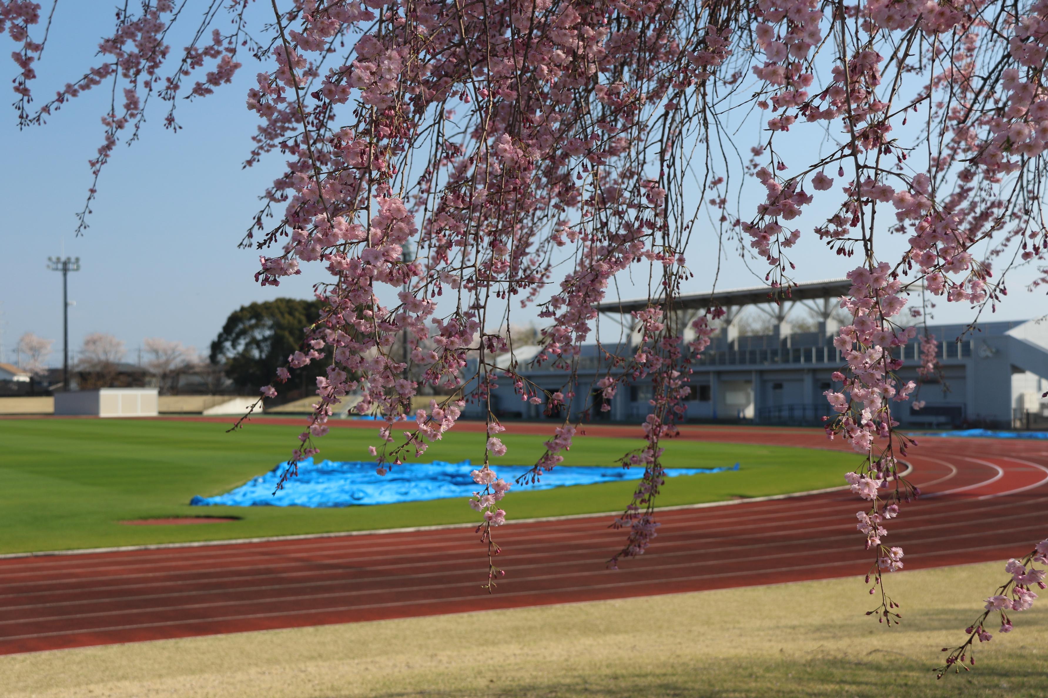 4月3日総合公園 4月3日総合公園