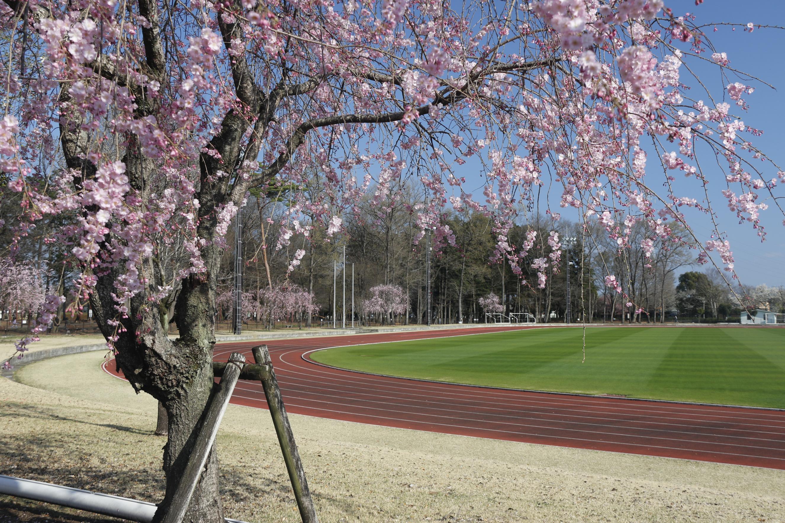 4月3日総合公園2 4月3日総合公園2