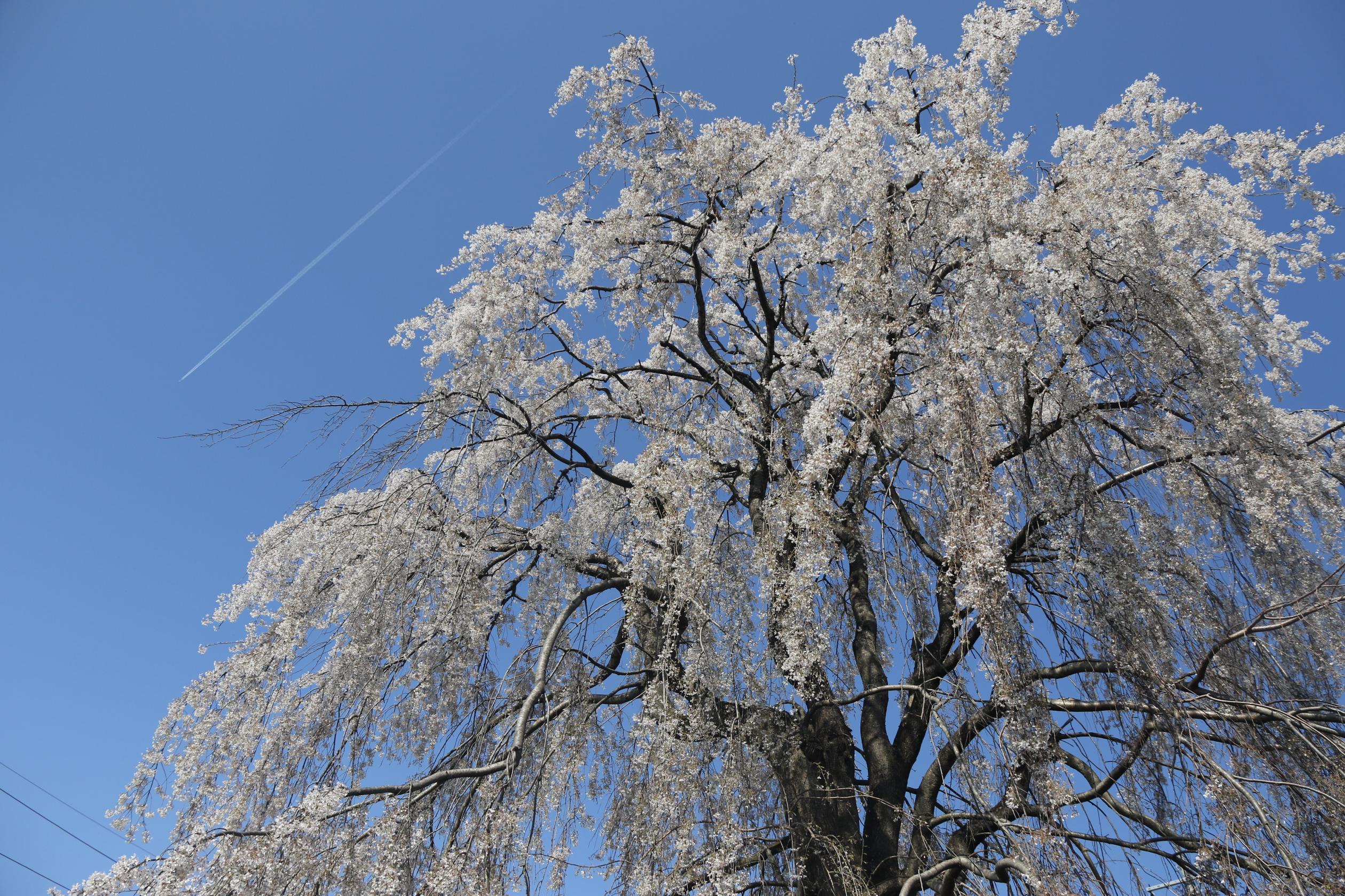 4月3日クラ桜 4月3日クラ桜