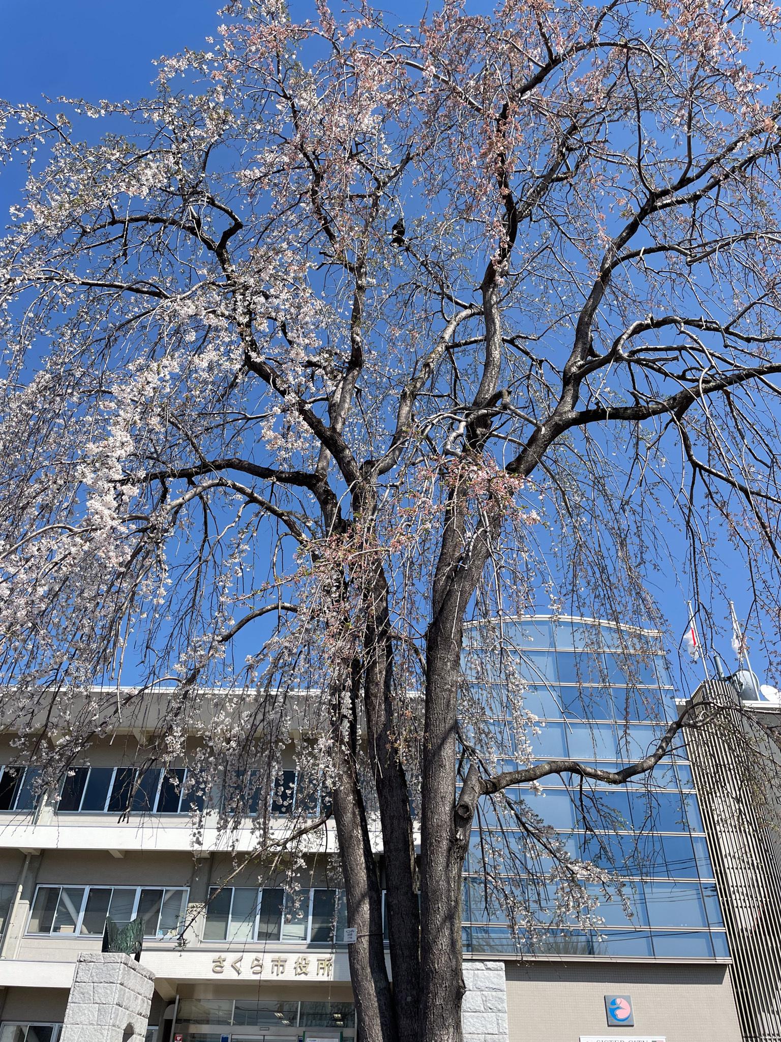 4月3日市役所 4月3日市役所