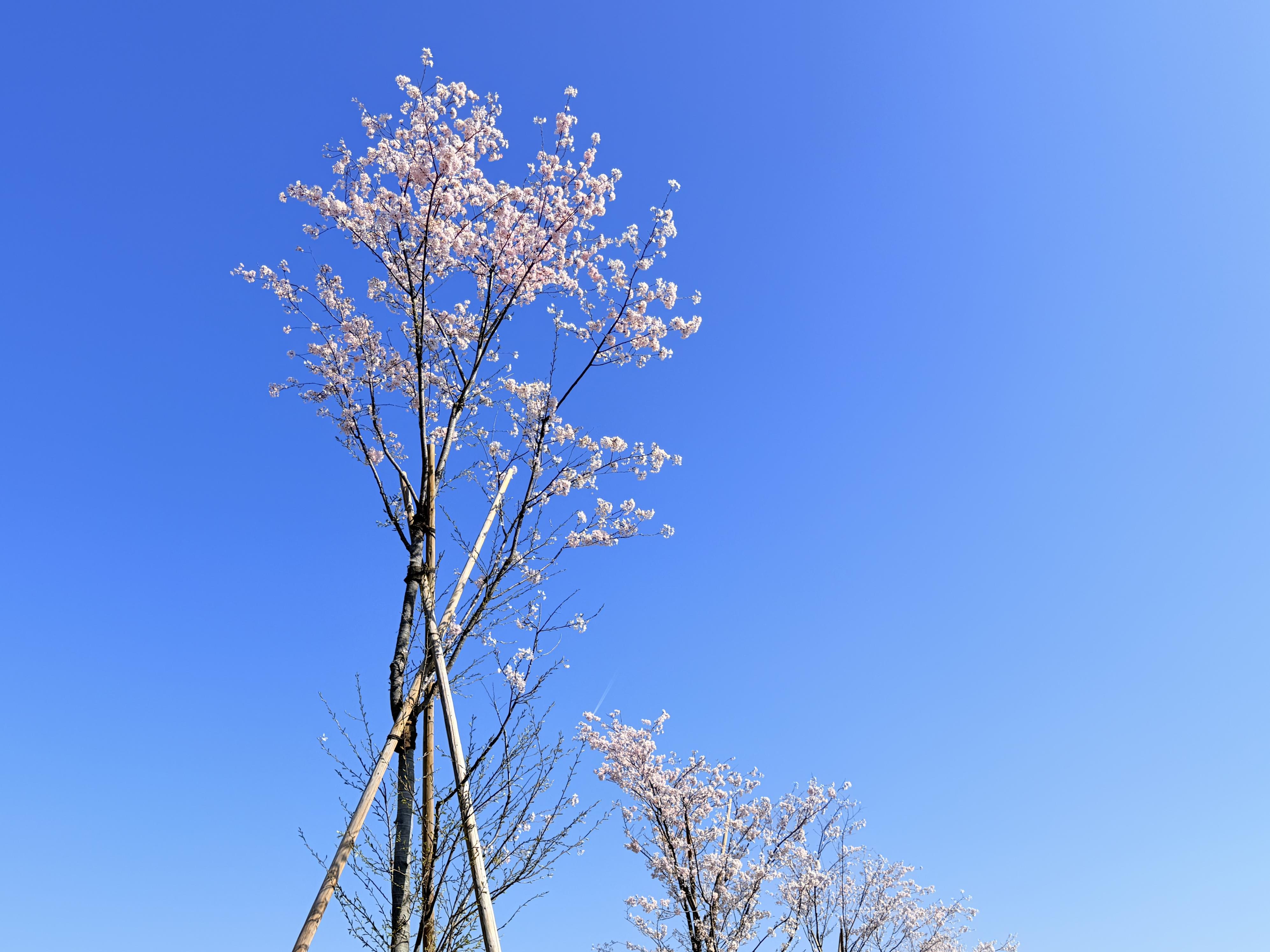 4月3日早乙女桜並木 4月3日早乙女桜並木