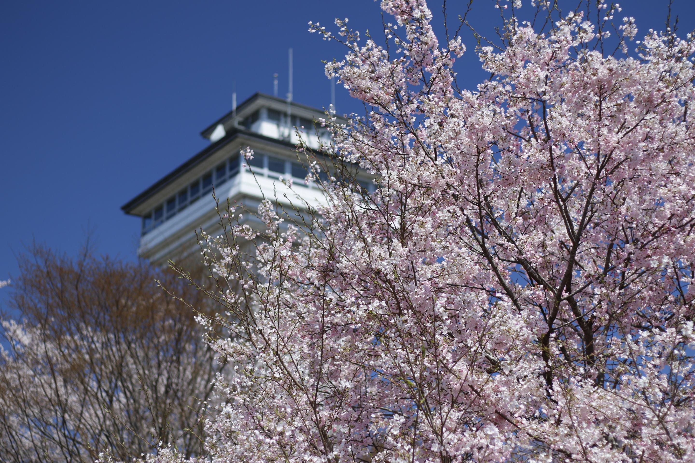 4月3日お丸山公園 4月3日お丸山公園