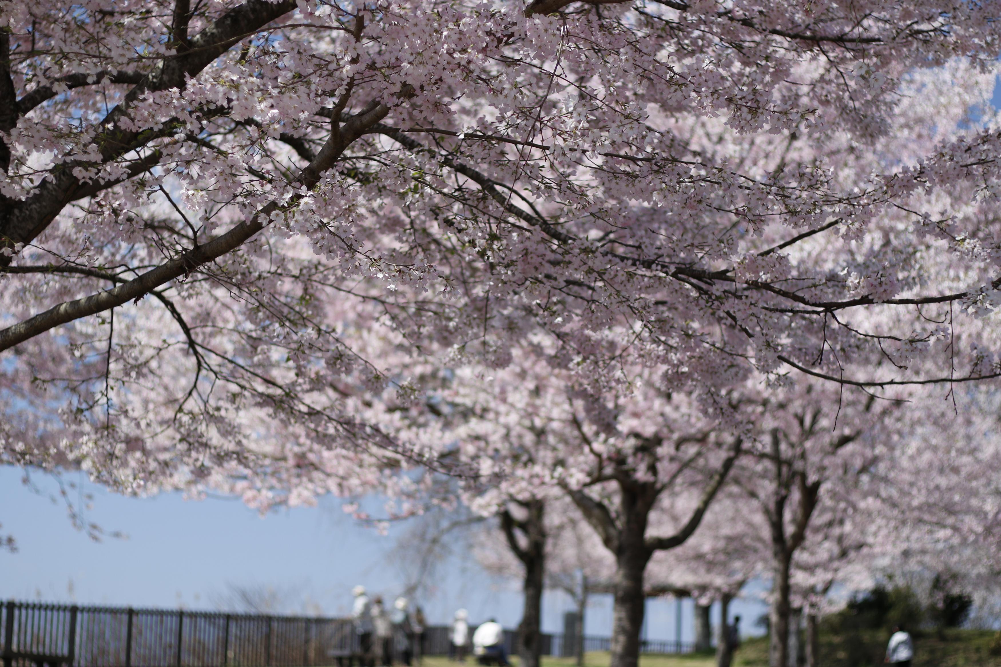 4月2日お丸山公園2 4月2日お丸山公園2