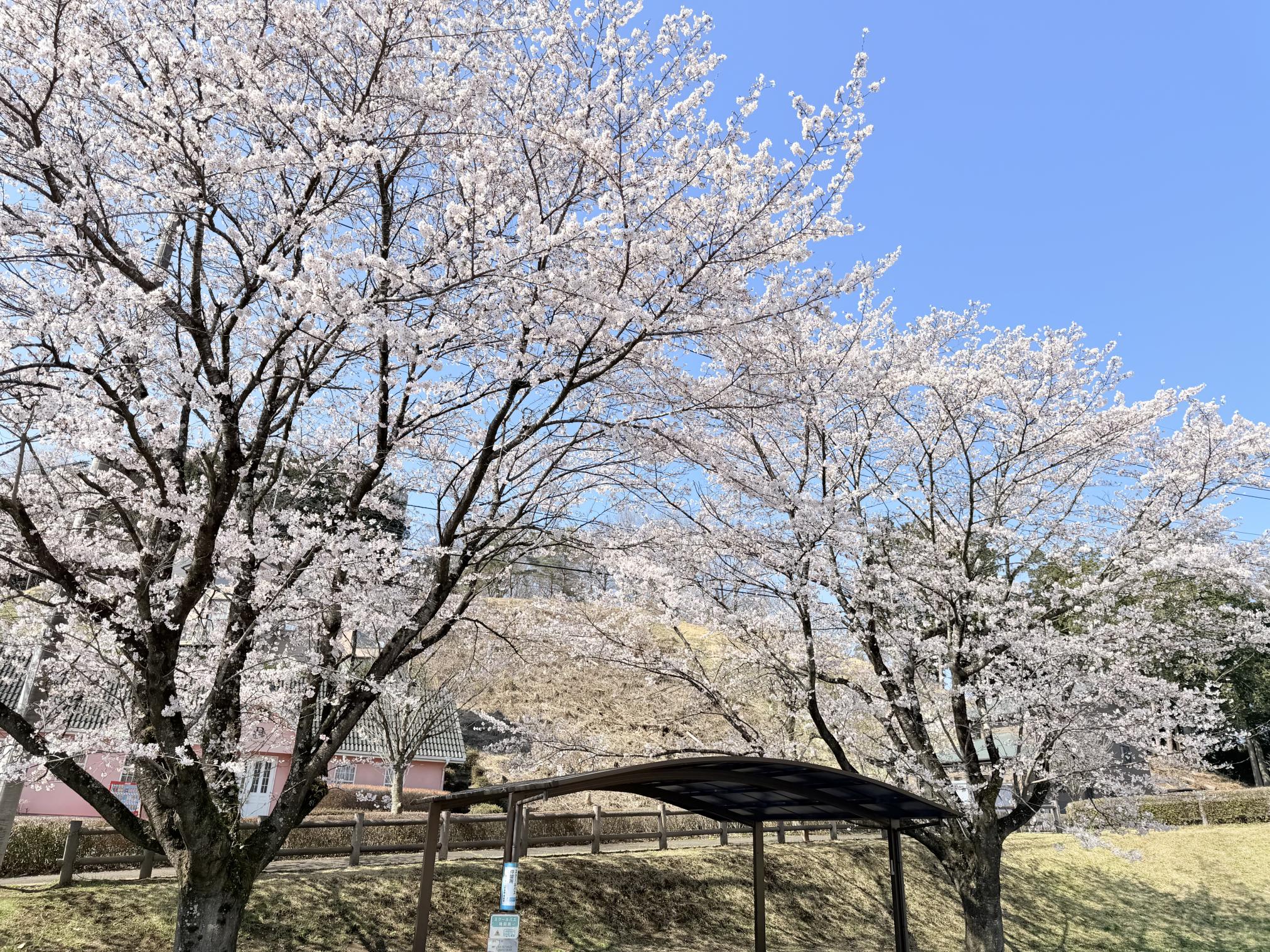 4月3日菖蒲沢公園 4月3日菖蒲沢公園