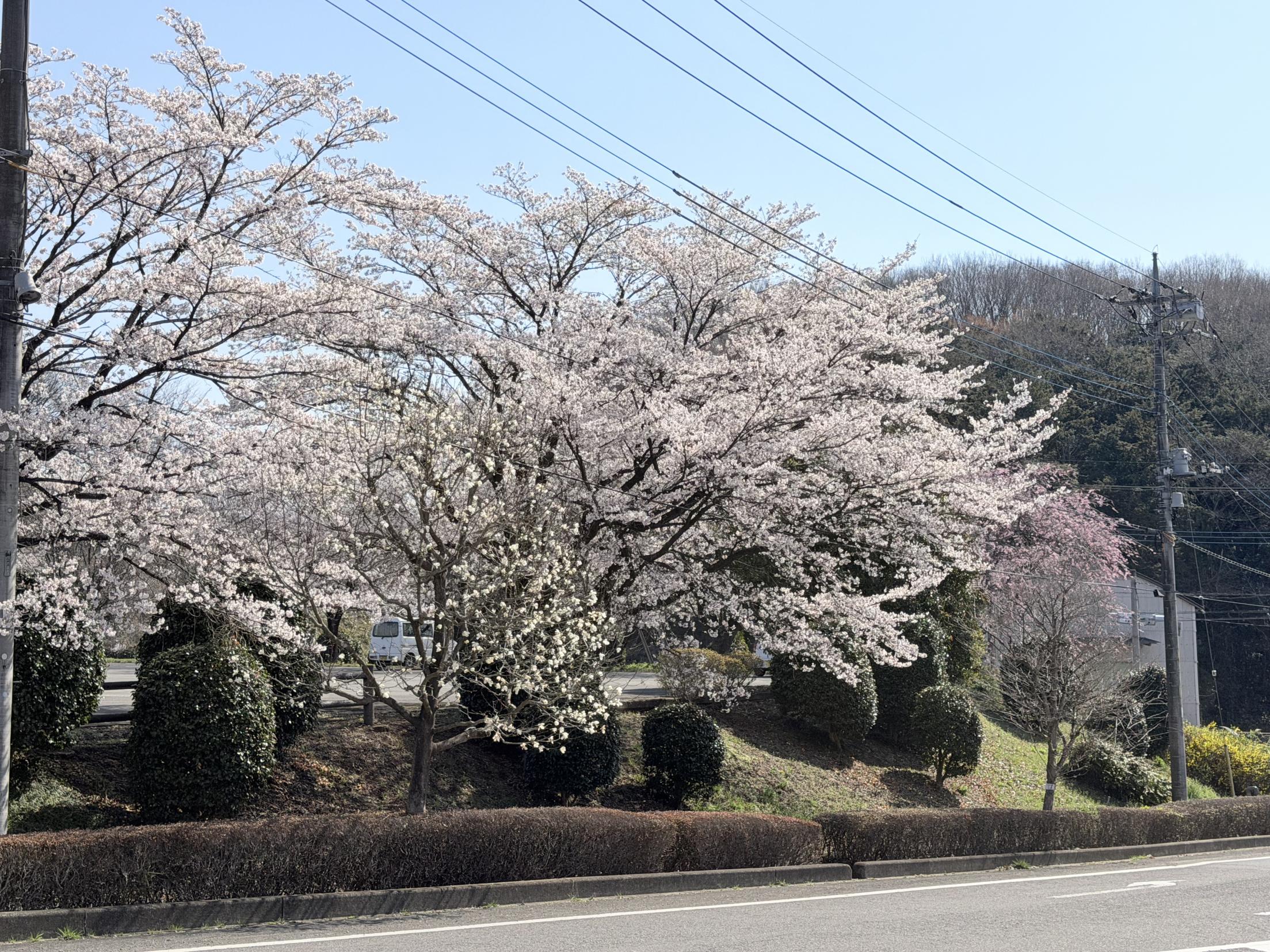 4月3日菖蒲沢公園2 4月3日菖蒲沢公園2