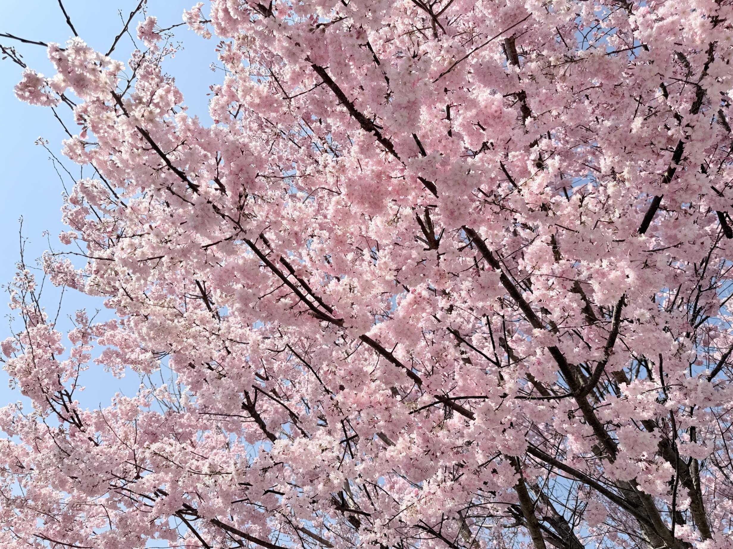 4月3日氏家駅ロータリー2 4月3日氏家駅ロータリー2